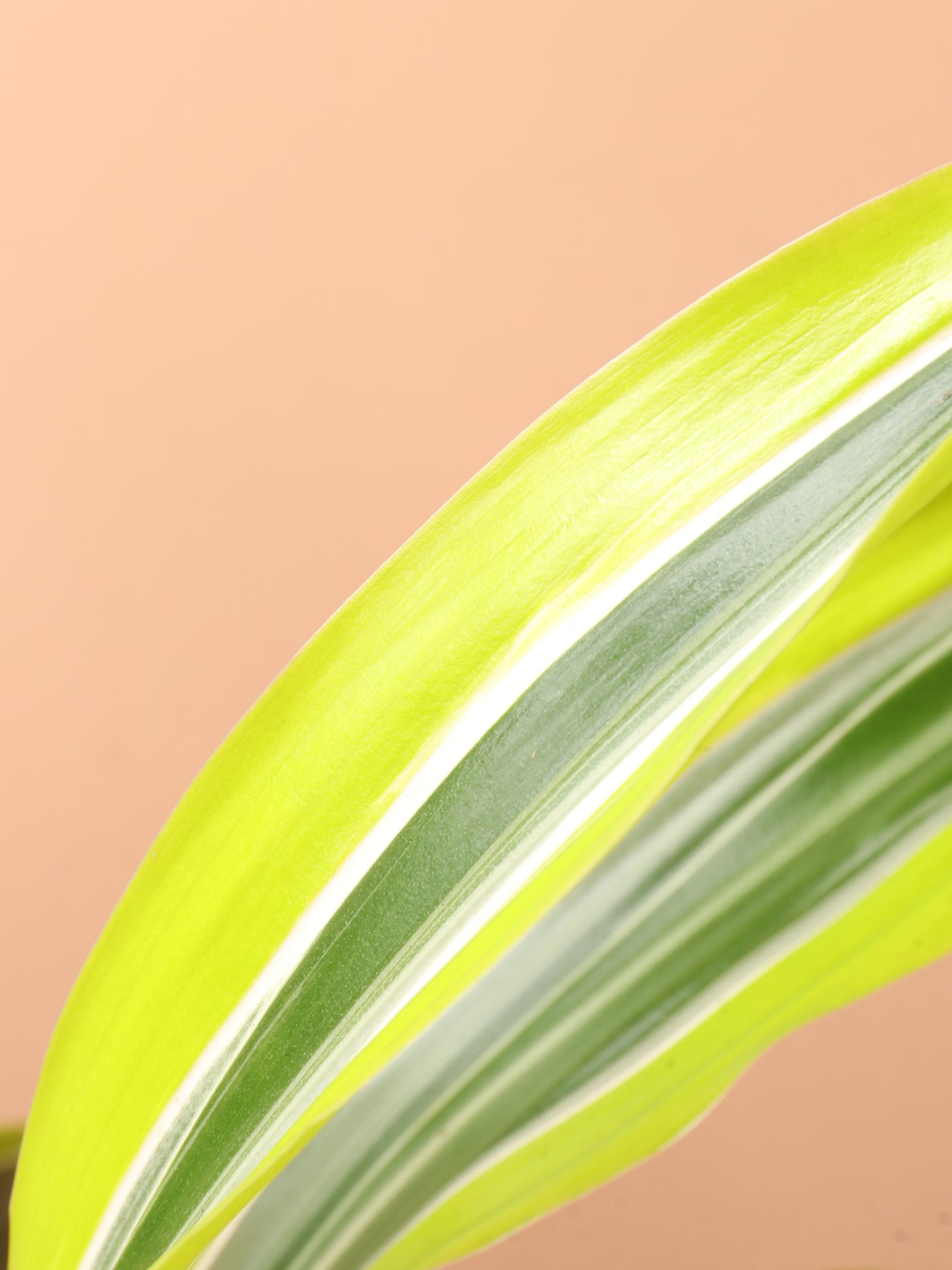 Medium Dracaena Warneckii 'Lemon Lime'