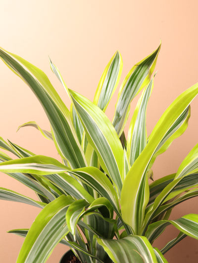 Medium Dracaena Warneckii 'Lemon Lime'
