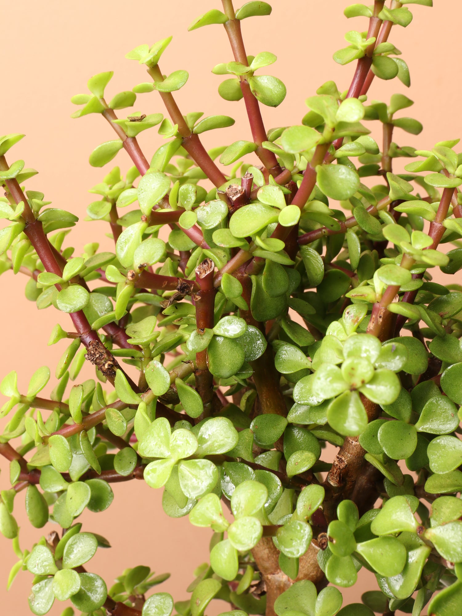 elephant plant succulent care Buy Elephant Bush (Portulacaria afra) Online | Easy Care Plant