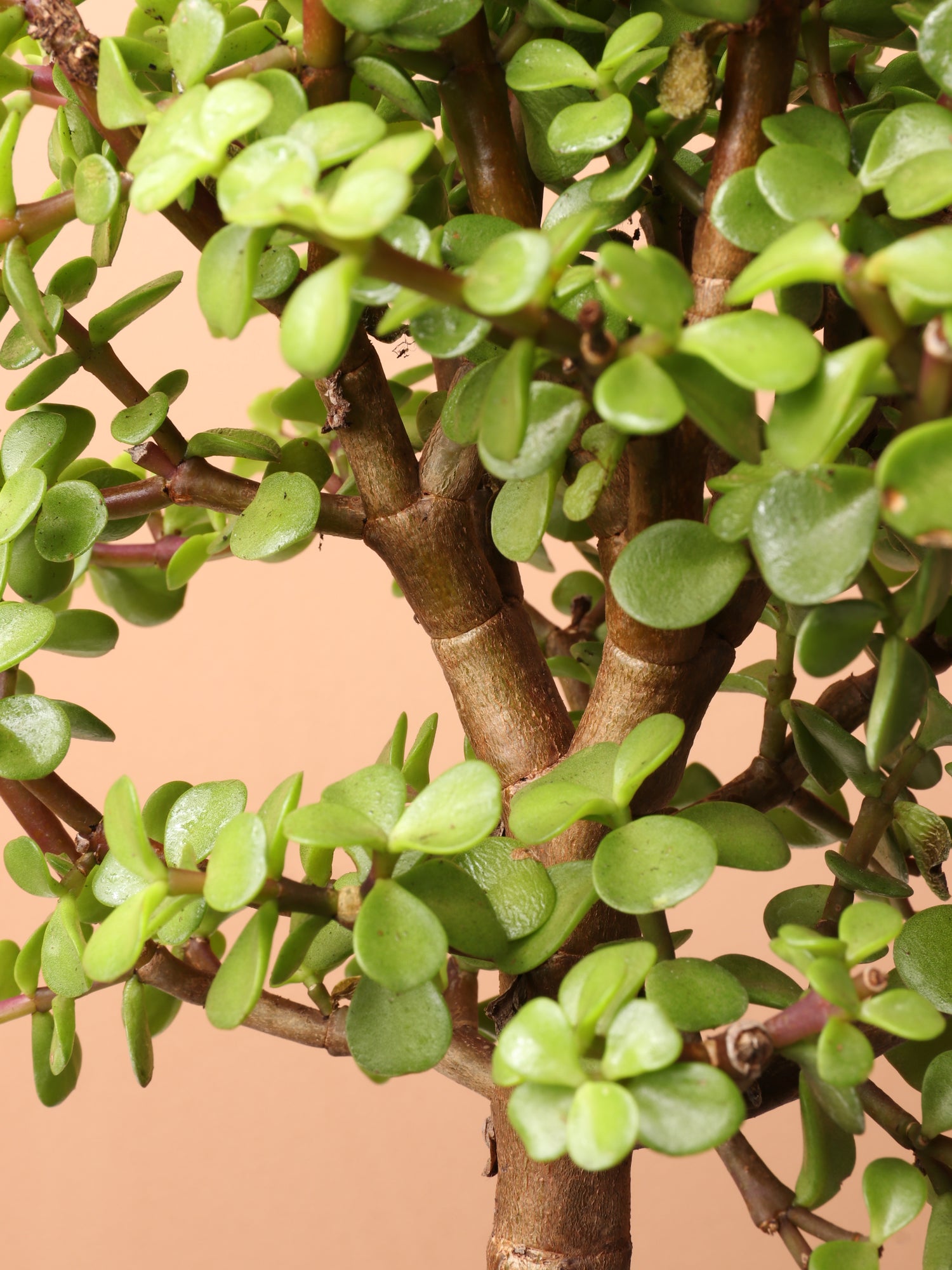 elephant tree succulent Buy Elephant Bush (Portulacaria afra) Online | Easy Care Plant