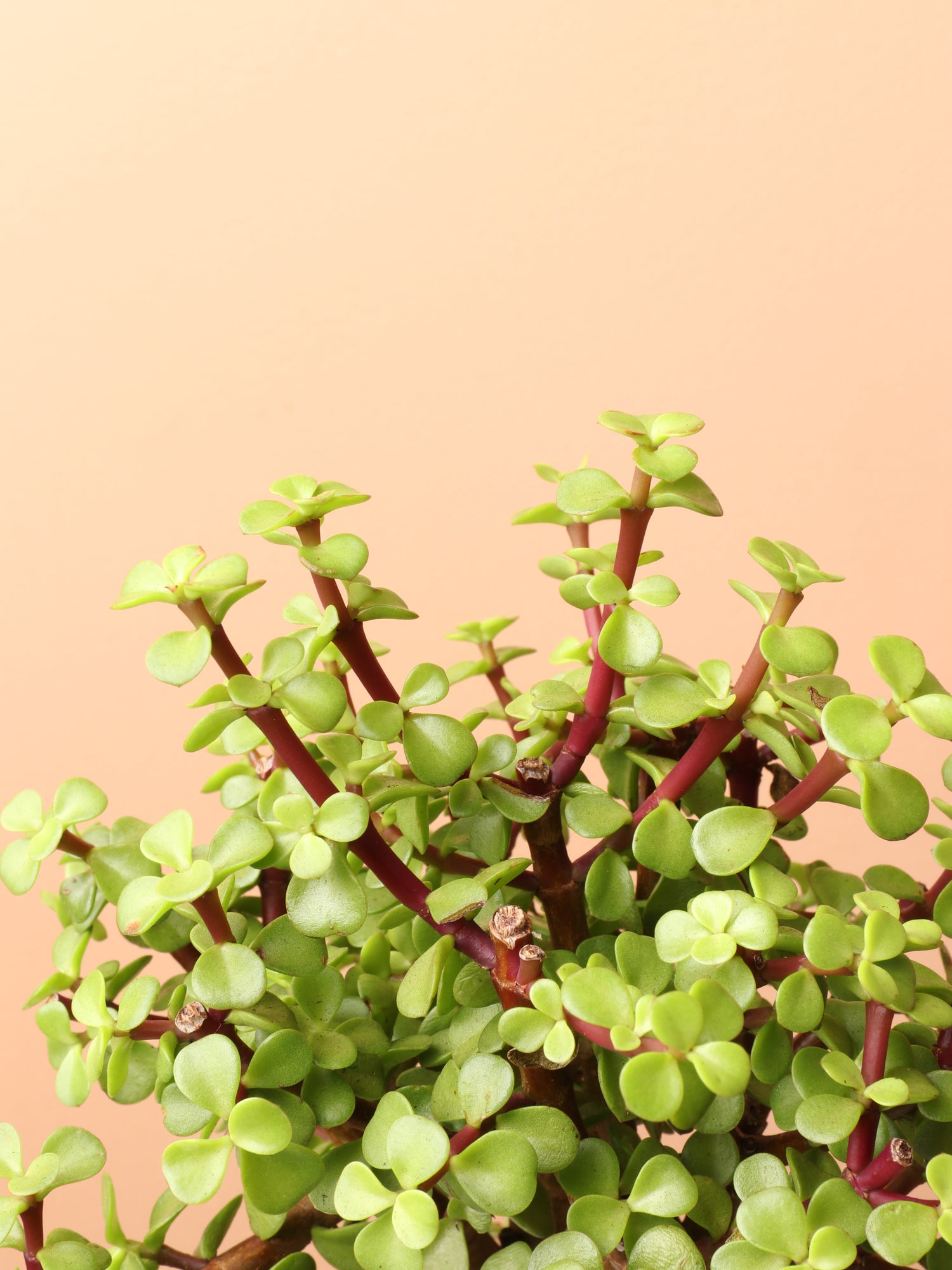 elephant plant succulent care Buy Elephant Bush (Portulacaria afra) Online | Easy Care Plant