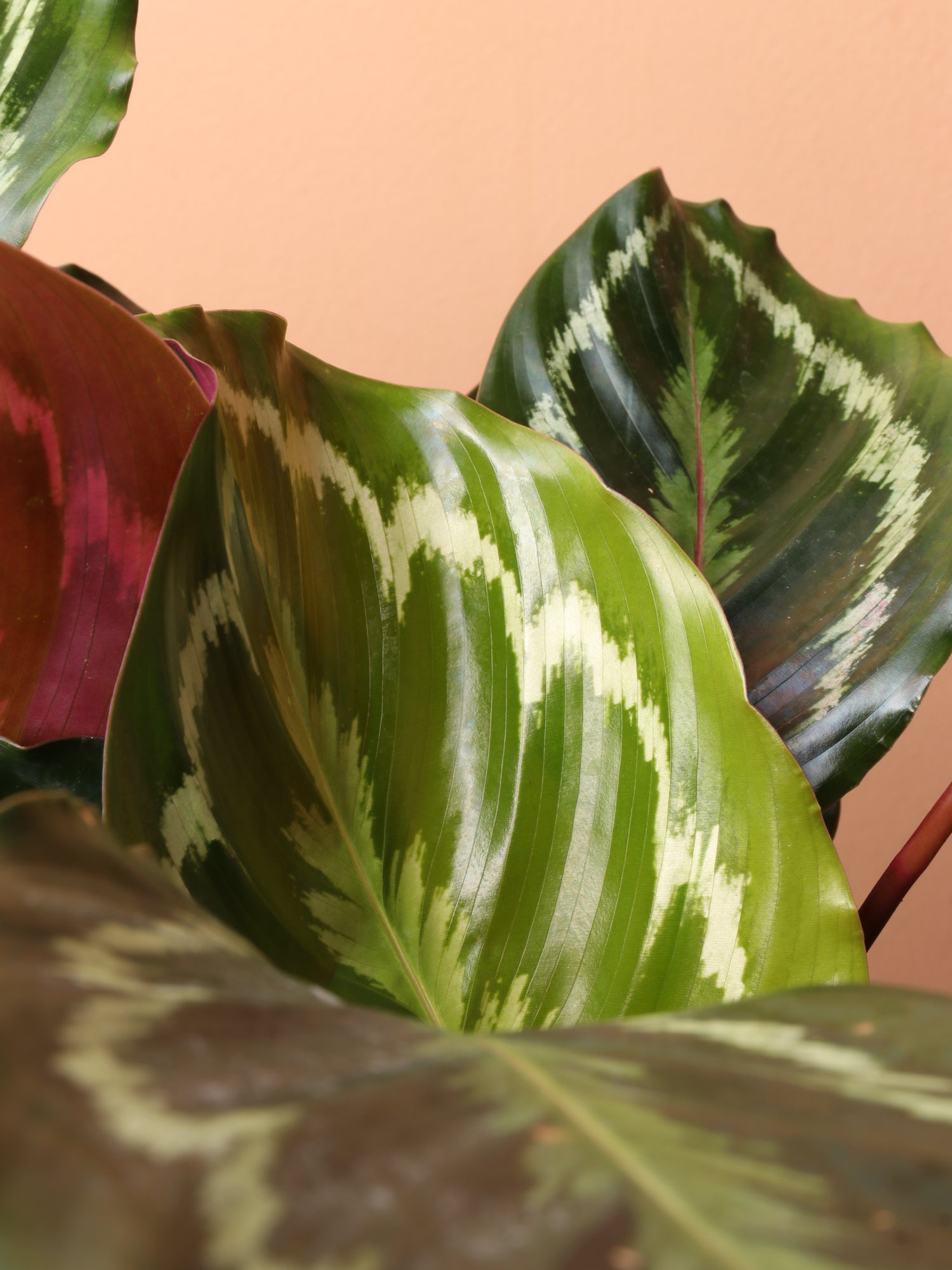 Medium Calathea Roseopicta – Dahing Plants