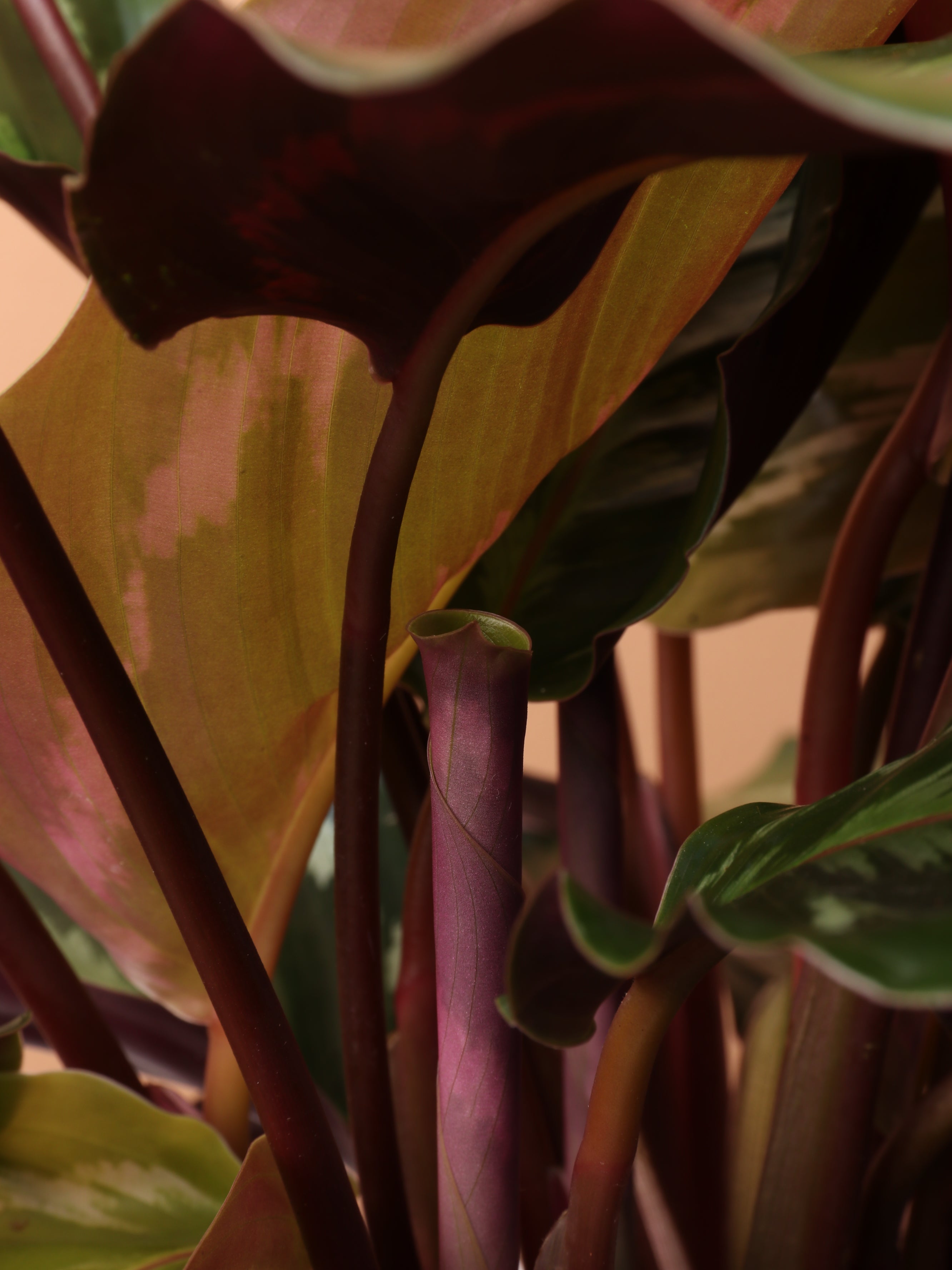 Medium Calathea Roseopicta – Dahing Plants