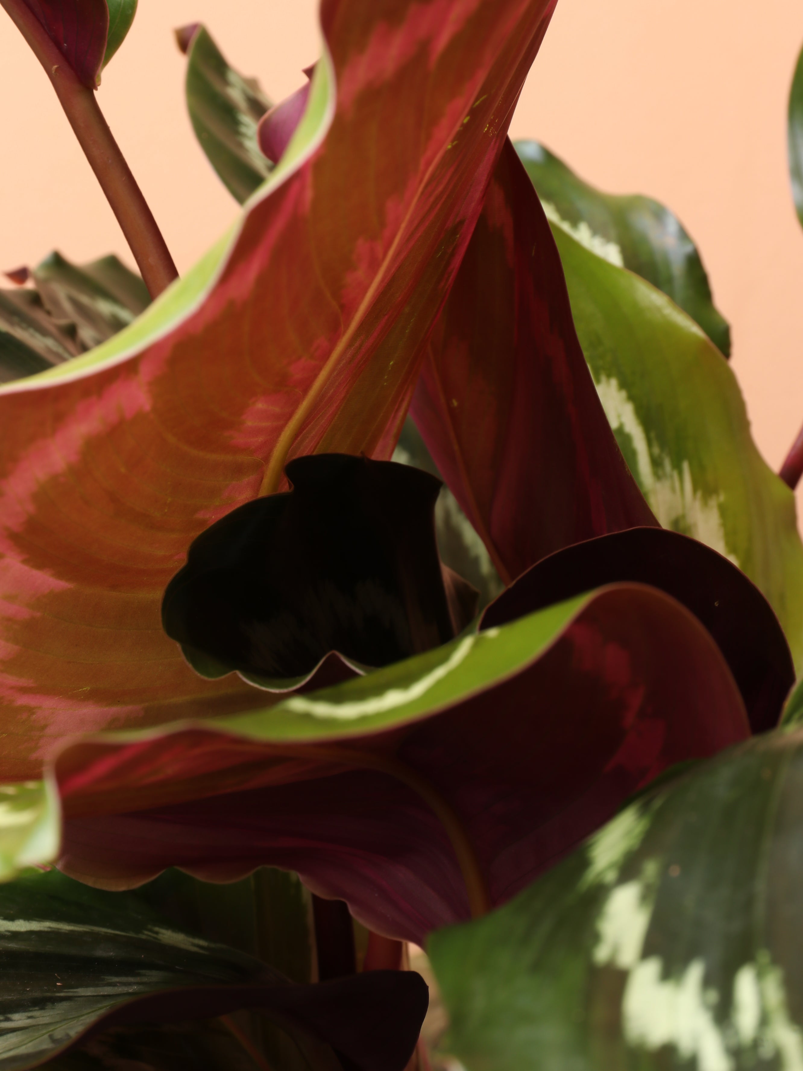 Medium Calathea Roseopicta – Dahing Plants
