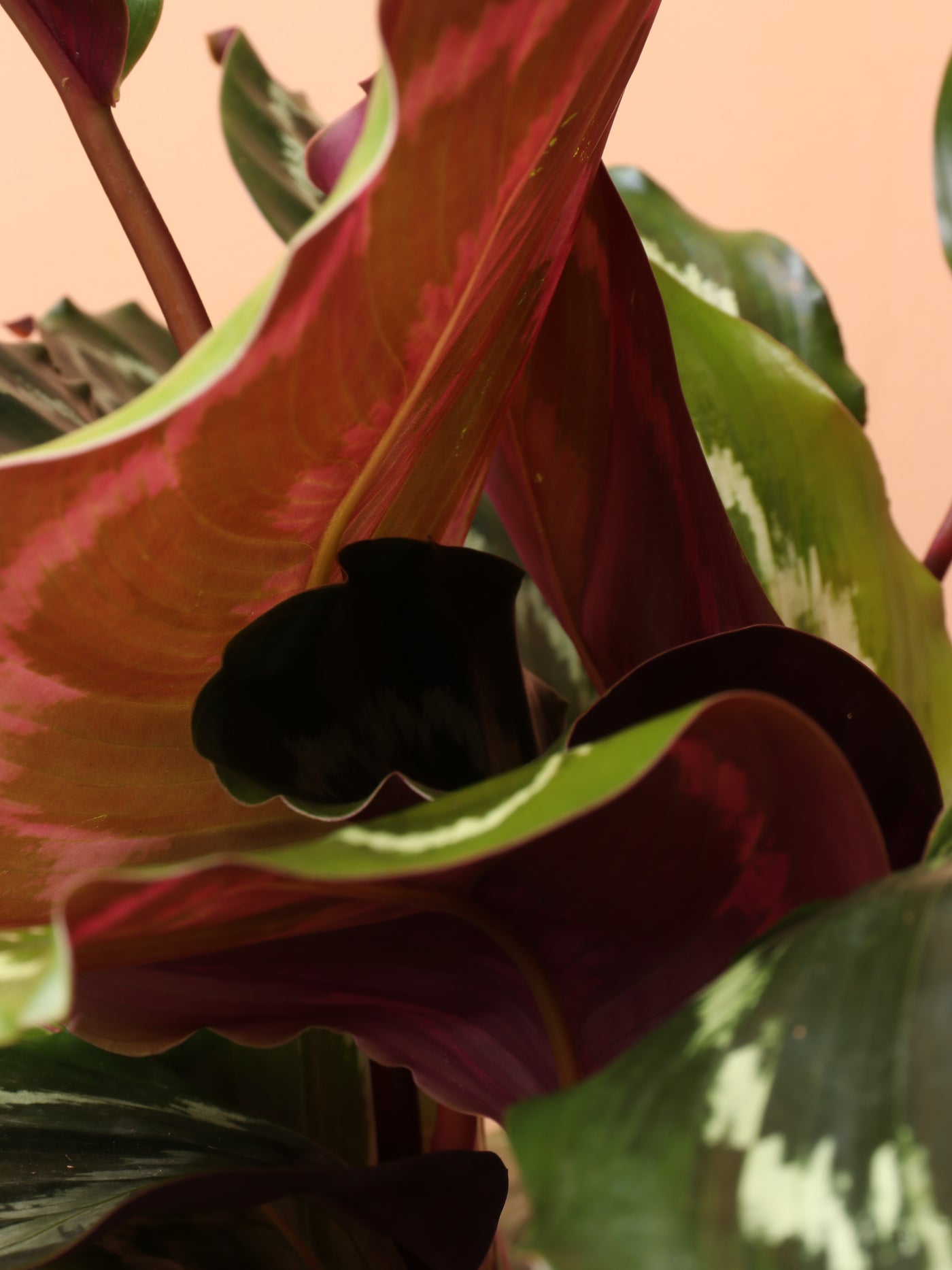 Medium Calathea Roseopicta