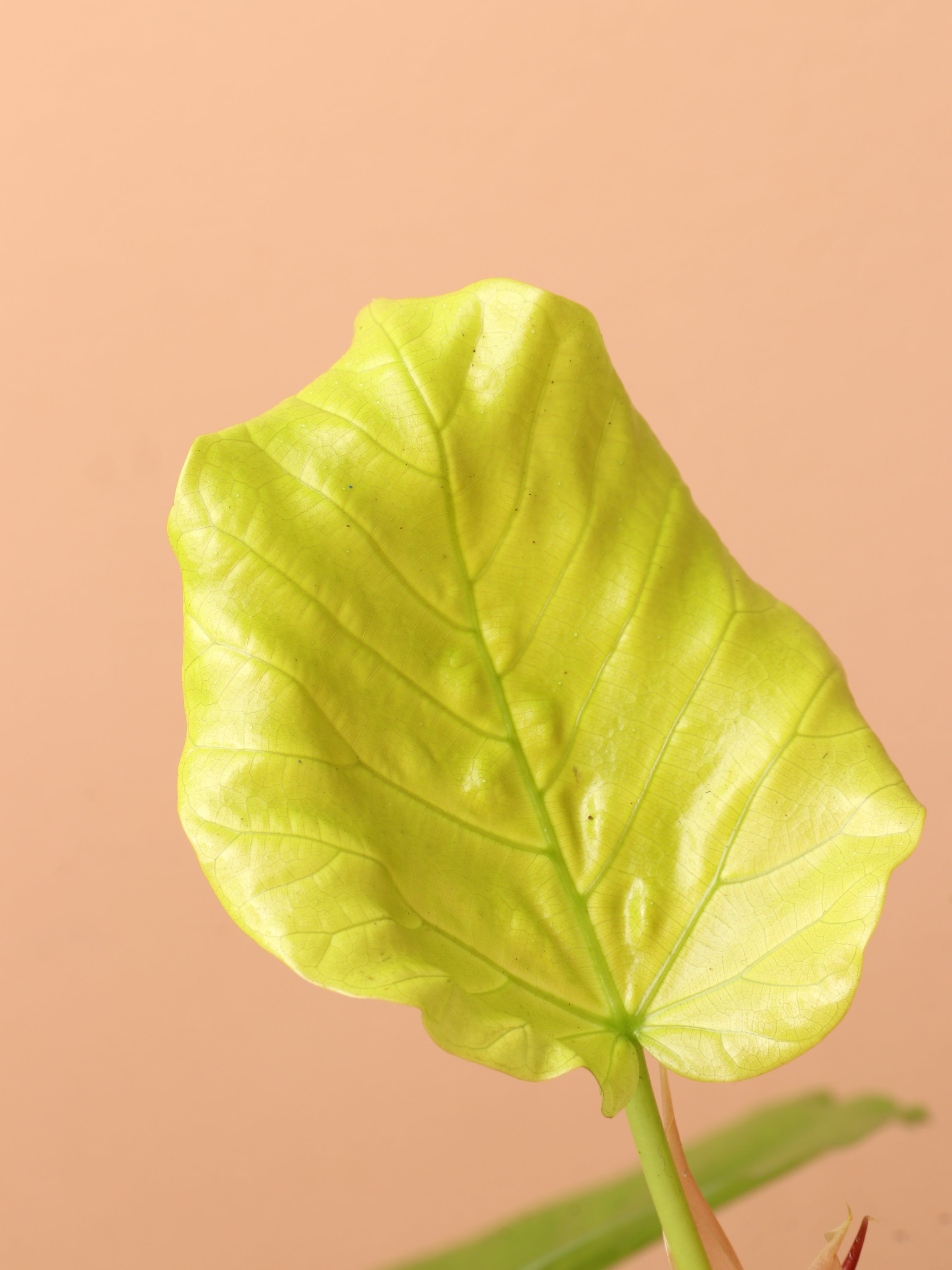 umbellata plant Medium Ficus Umbellata – Dahing Plants