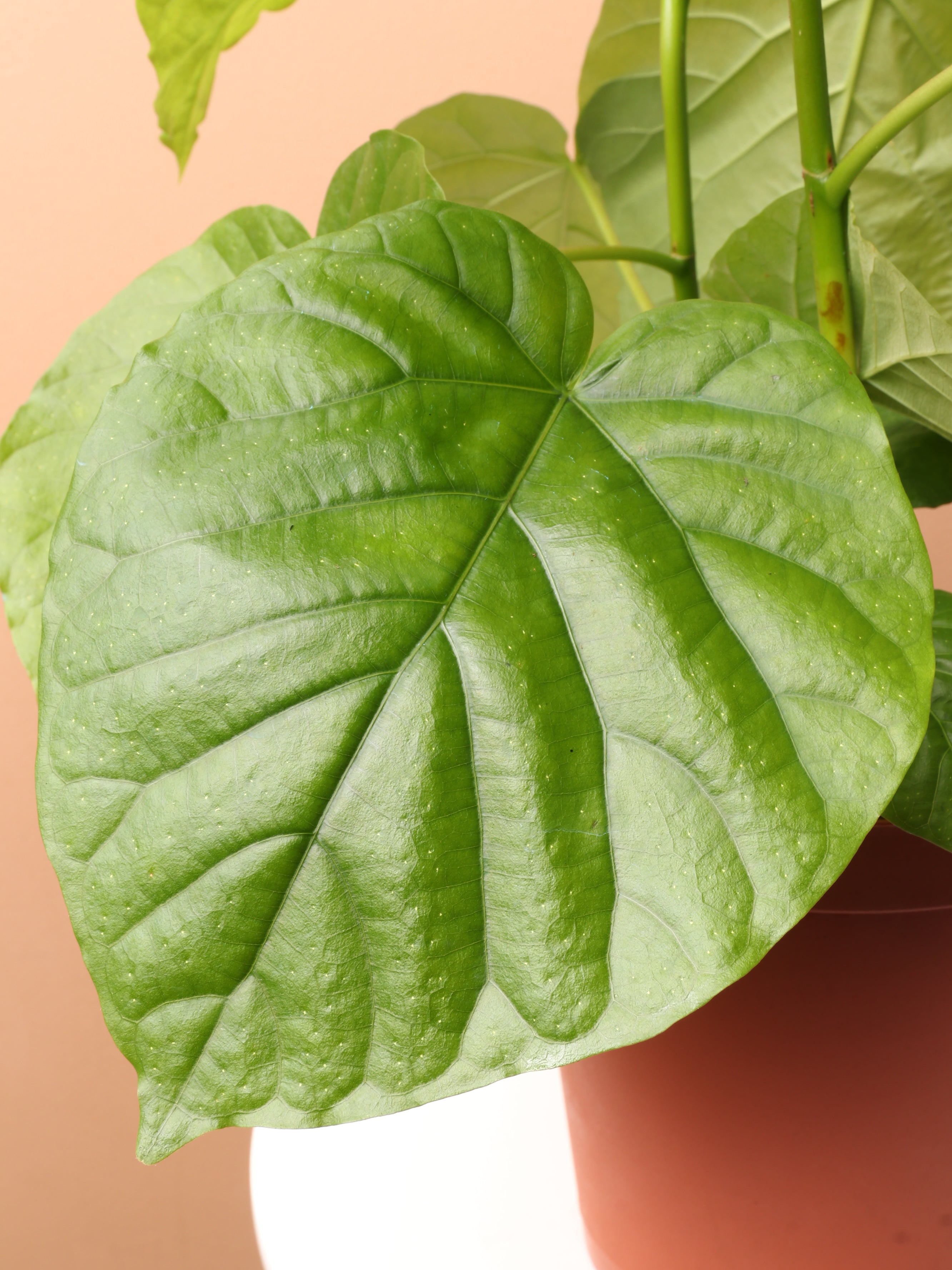 Medium Ficus Umbellata – Dahing Plants