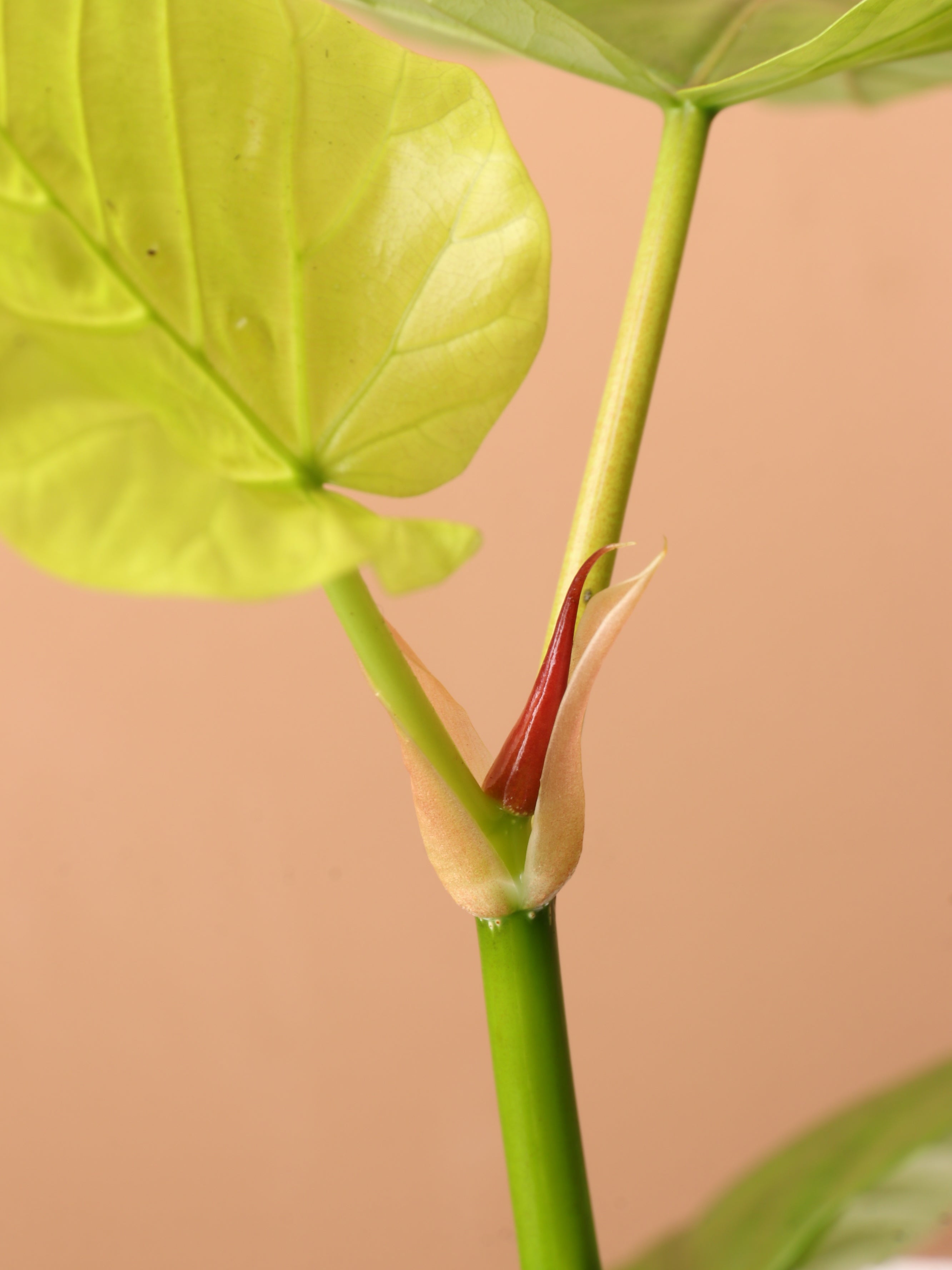 Dahing Plants Ficus Umbellata - Thumbnail 4