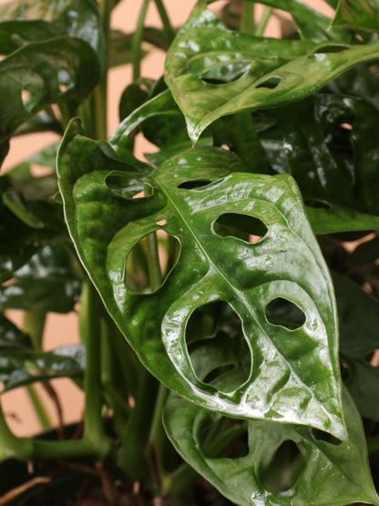monstera adansonii philodendron Medium Philodendron Adansonii (swiss cheese) – Dahing Plants
