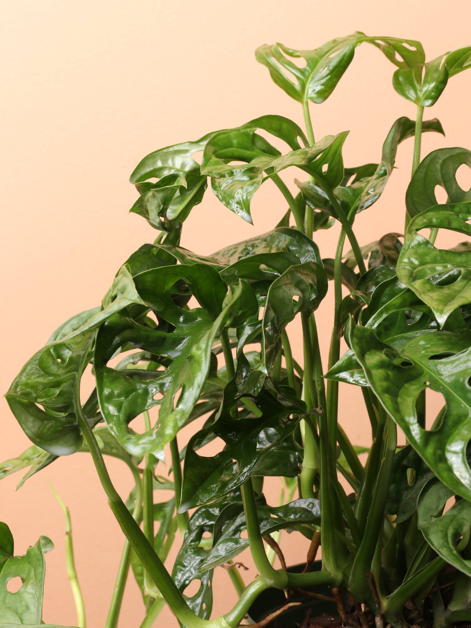 philodendron adansonii variegated Medium Philodendron Adansonii (swiss cheese) – Dahing Plants