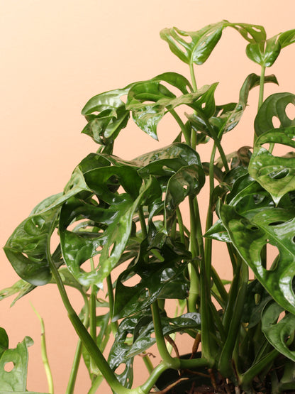 philodendron cheese Medium Philodendron Adansonii (swiss cheese) – Dahing Plants