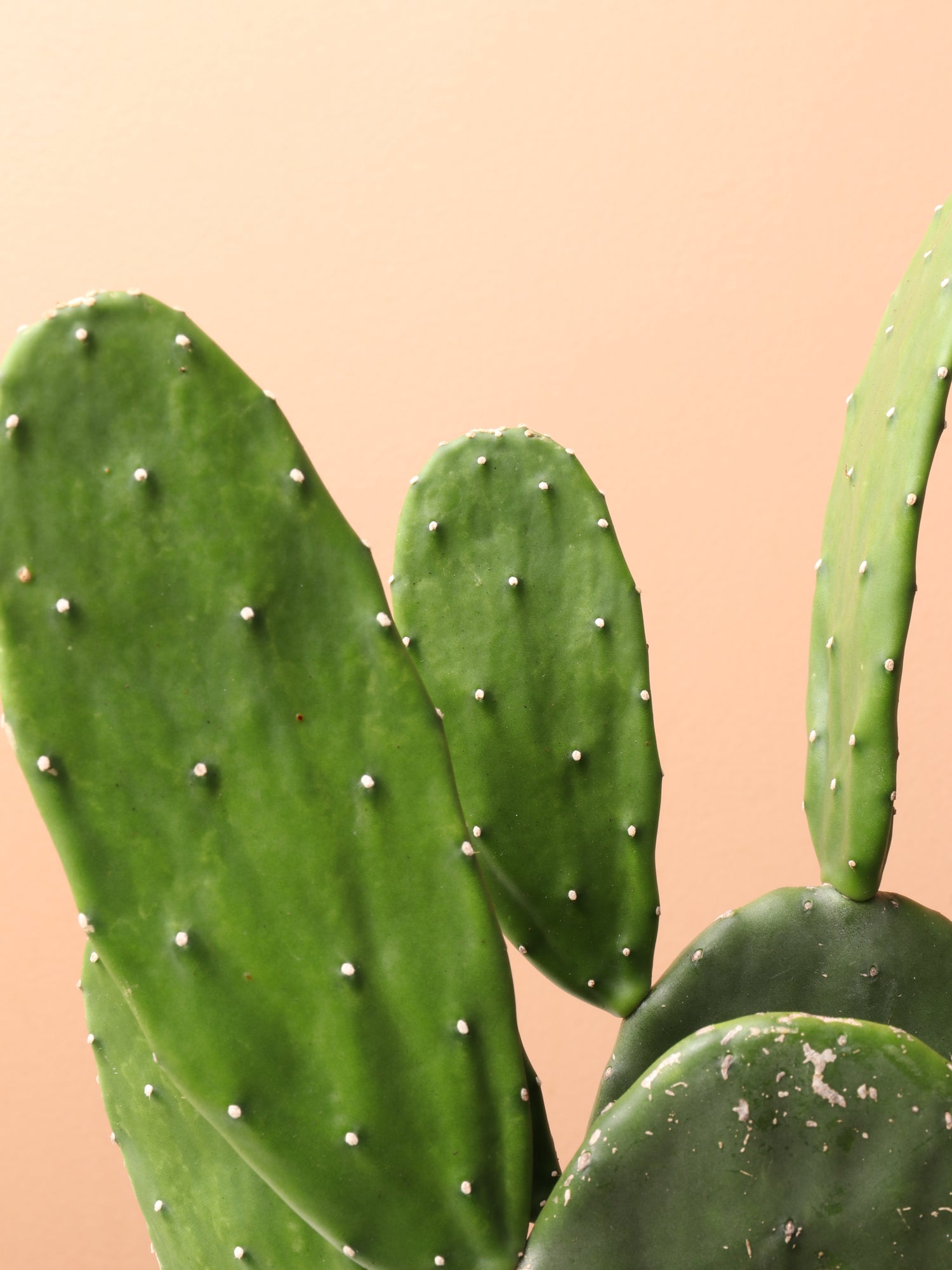 buy prickly pear cactus plant Buy Prickly Pear Cactus Online | Indoor Succulent