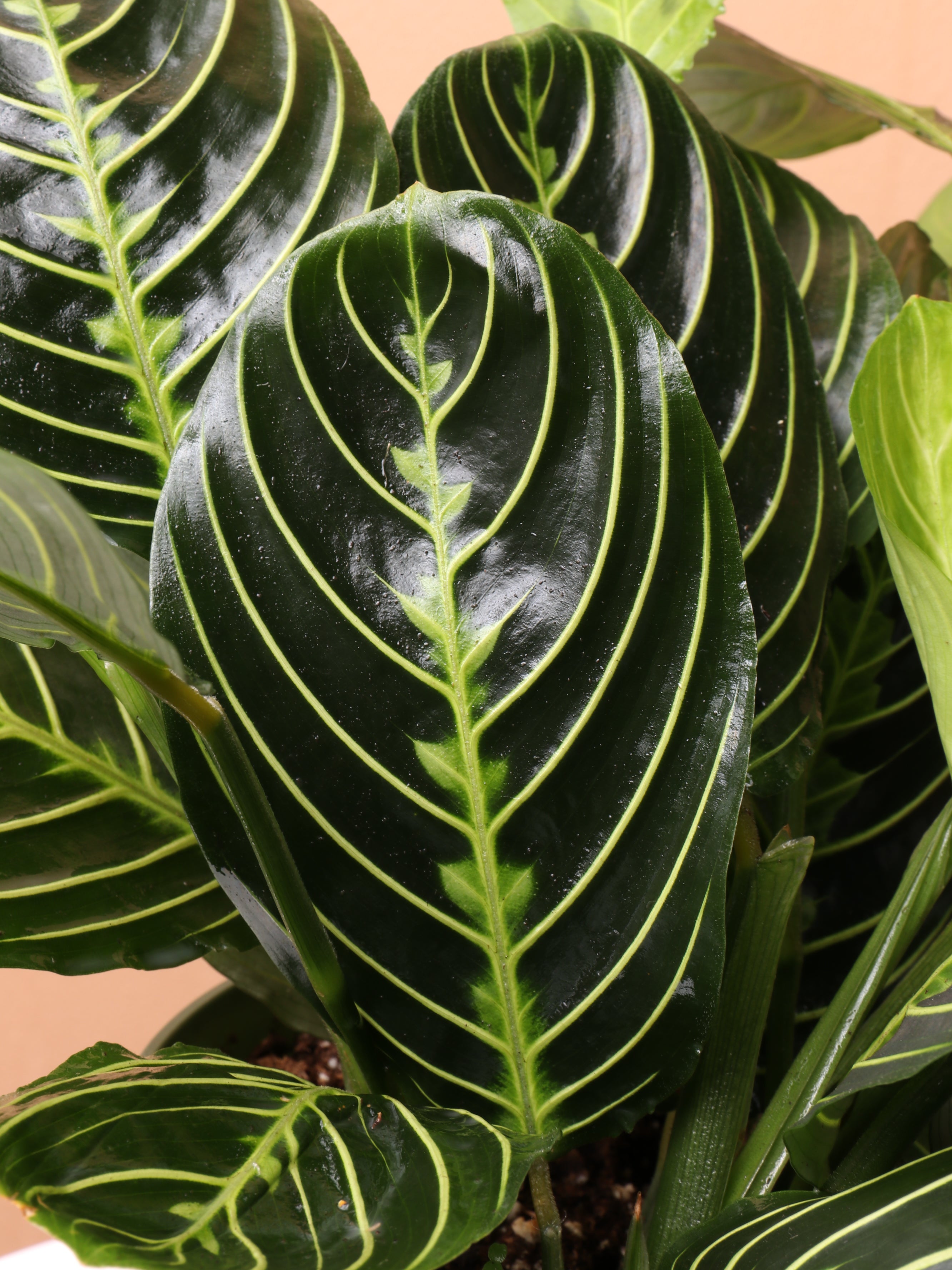Medium Lemon Lime Prayer Plant (Maranta Leuconeura)