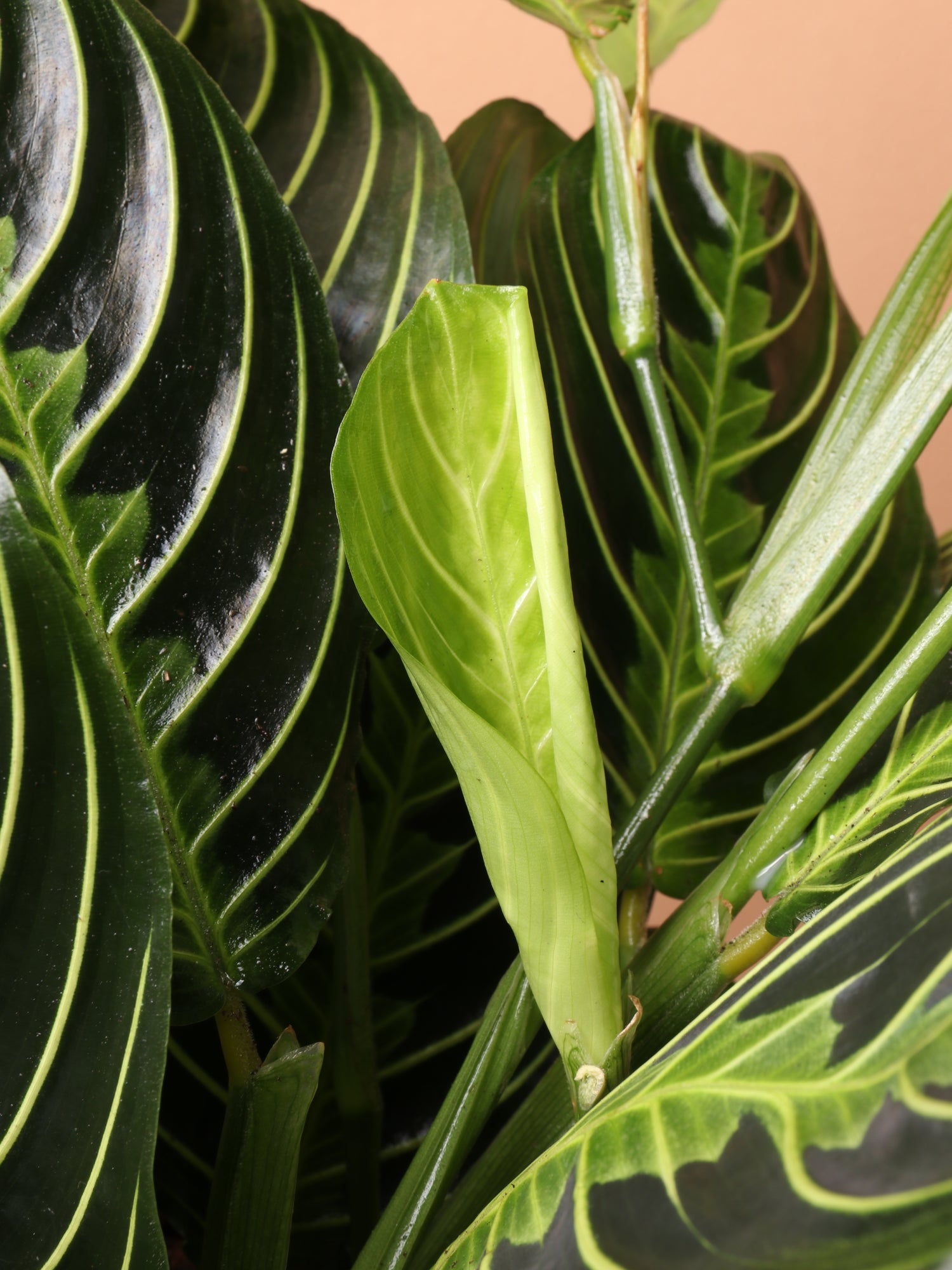 prayer lemon plant Lemon Lime Prayer Plant