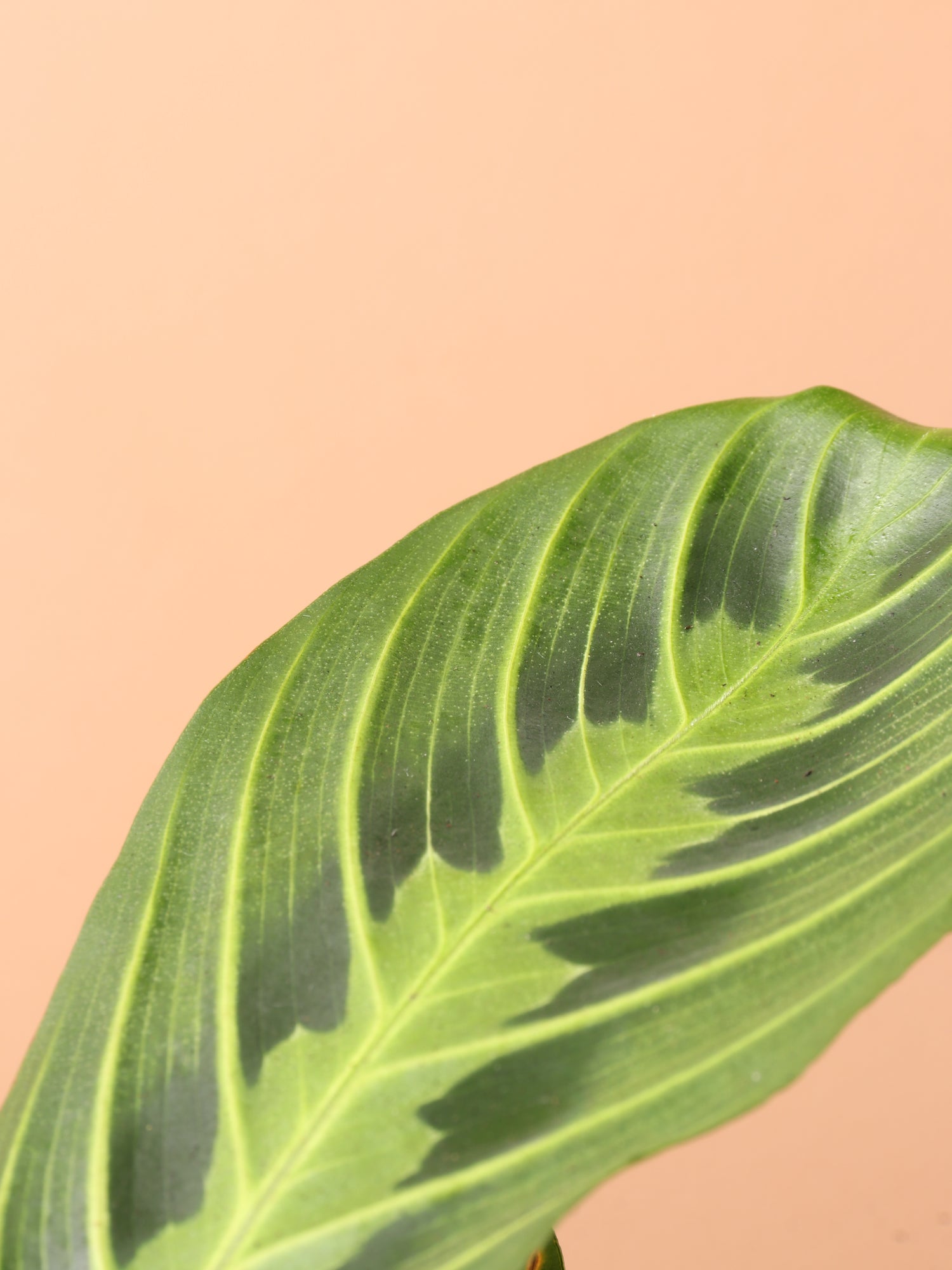 praying plant yellow leaves Medium Lemon Lime Prayer Plant (Maranta Leuconeura) – Dahing Plants