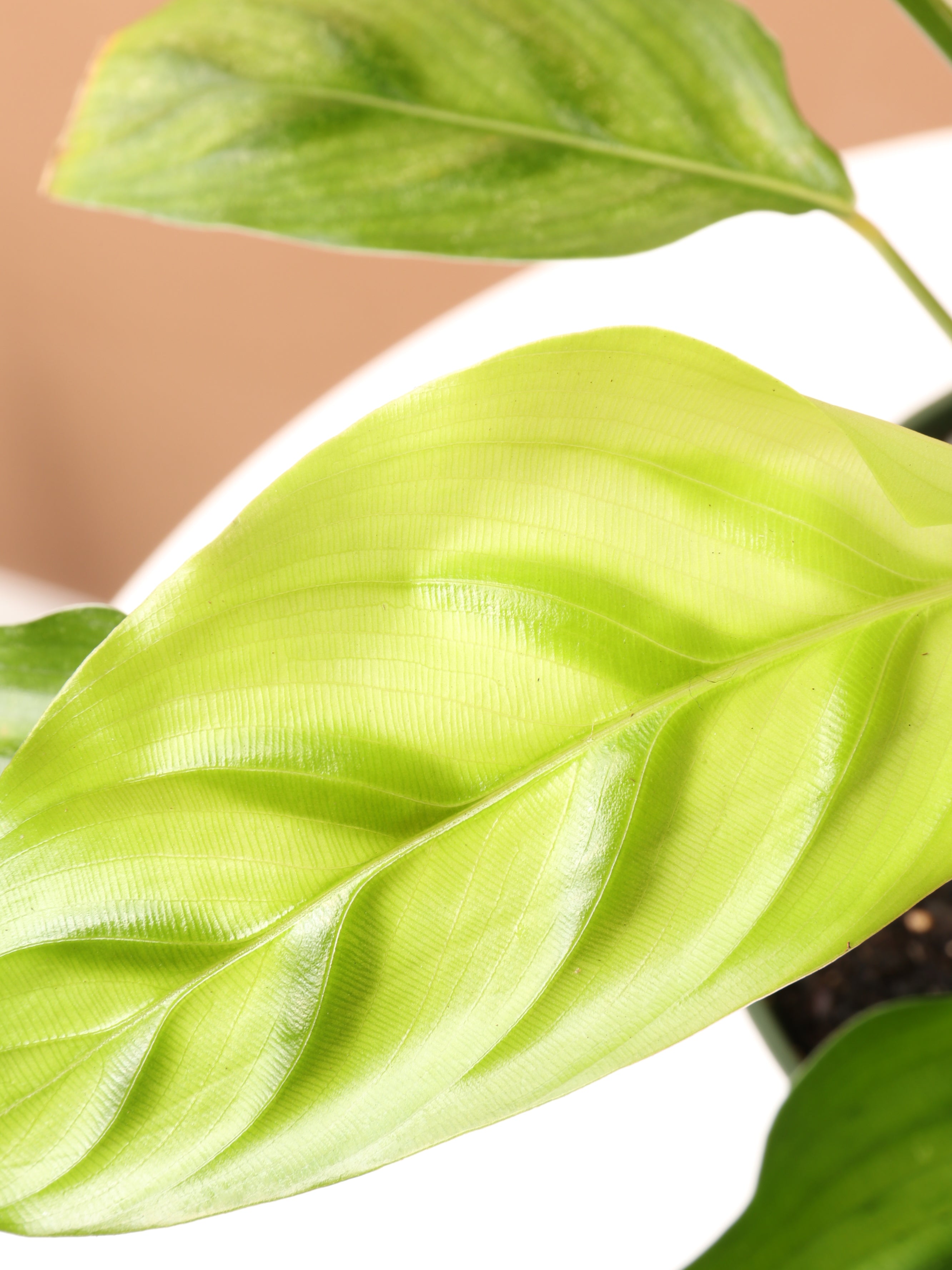 Dahing Plants Calathea Leopardina - Thumbnail 4
