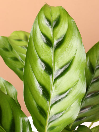 Medium Calathea Leopardina – Dahing Plants