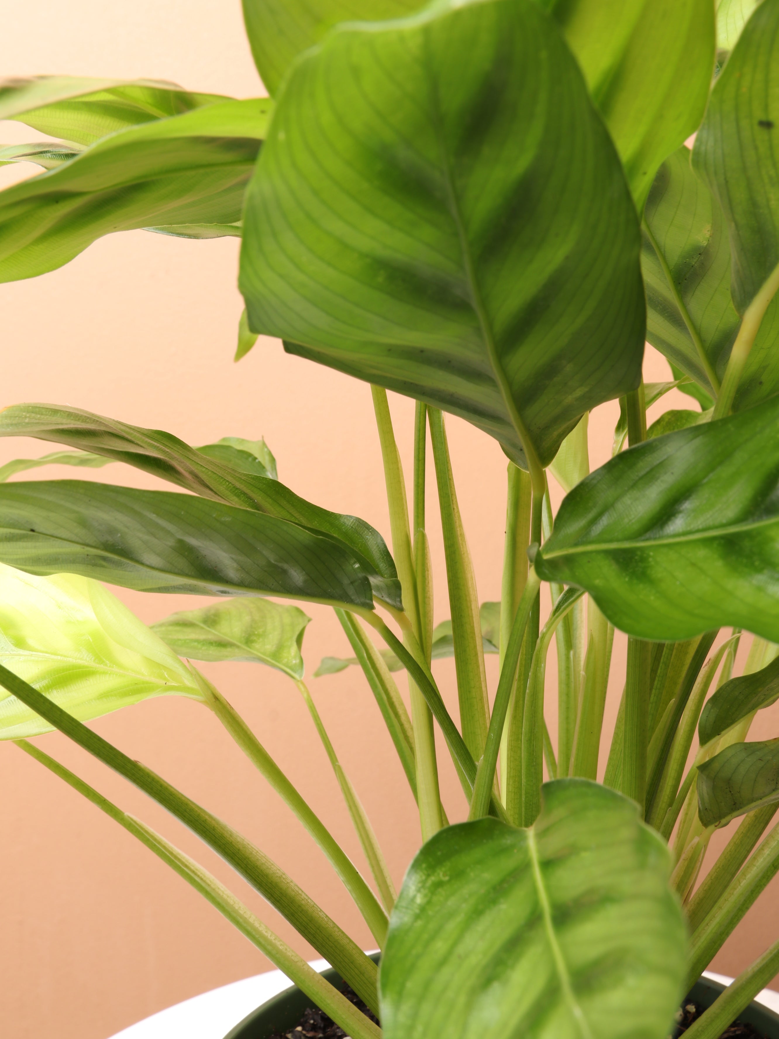 Medium Calathea Leopardina – Dahing Plants