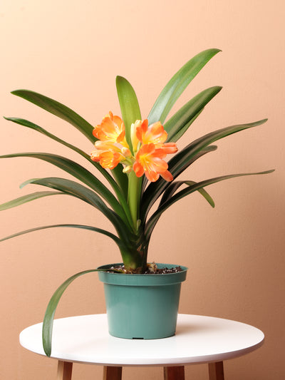 Medium Clivia