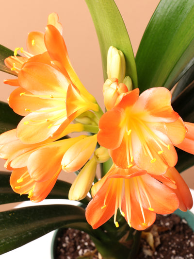 Medium Clivia