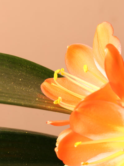 Medium Clivia