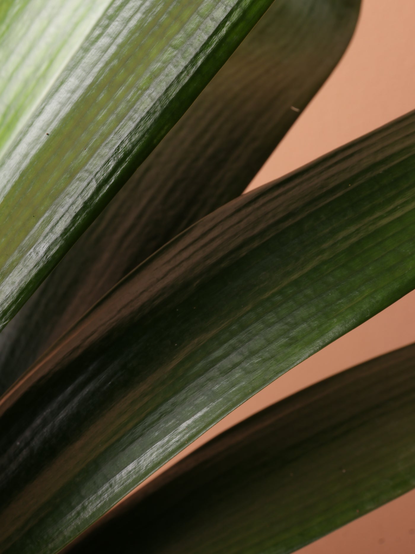 Medium Clivia