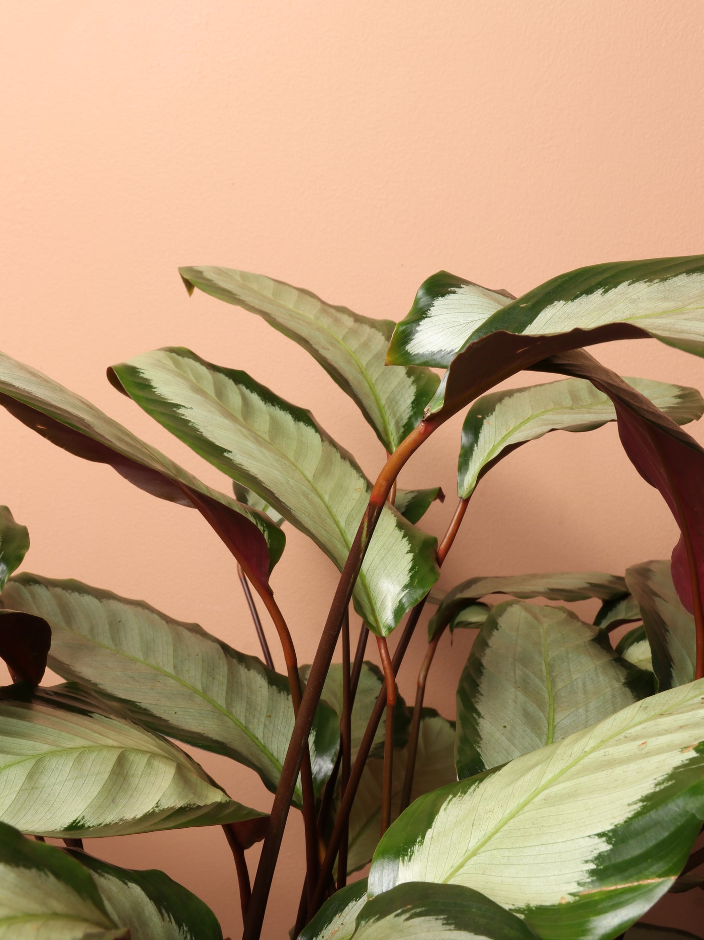 Large Calathea Picturata