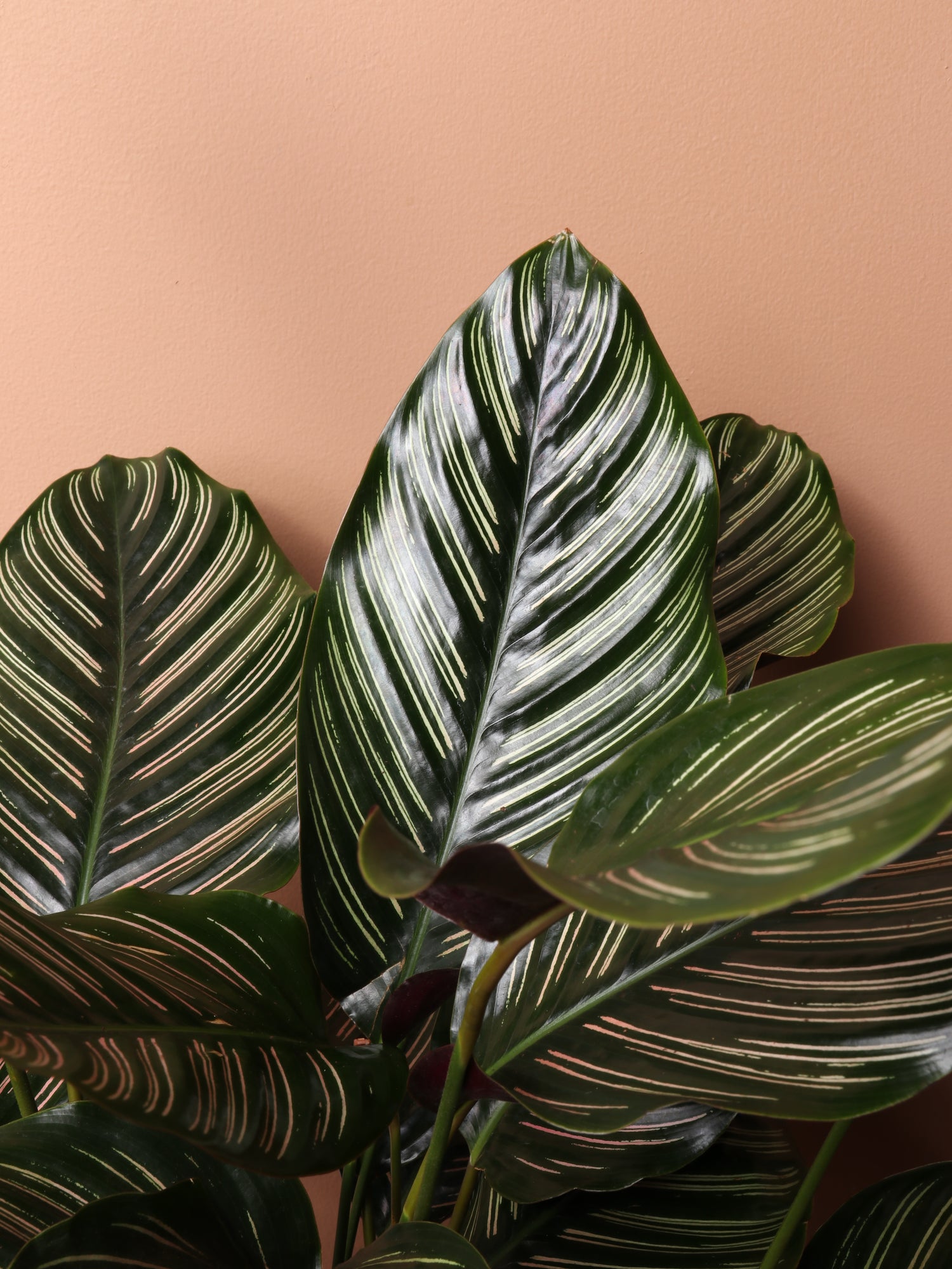 calathea trier Large Calathea Pinstripe