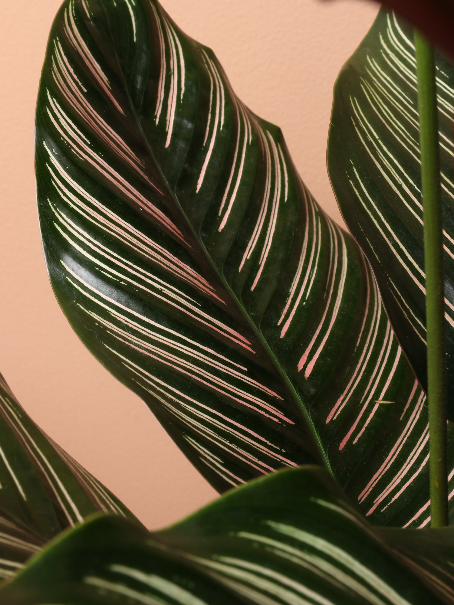 3-5 FT Calathea Pinstripe – Dahing Plants