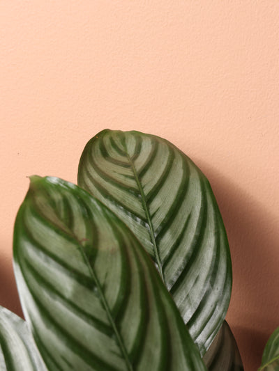 Large Calathea Setosa