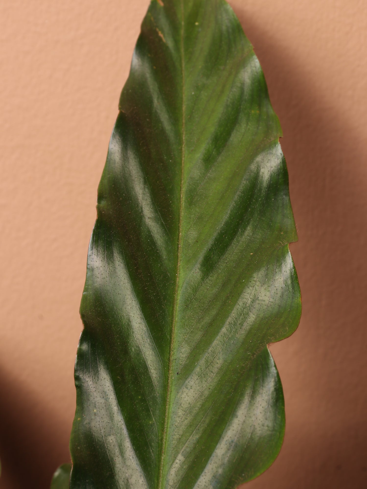 3-5 FT Calathea Rufibarba – Dahing Plants