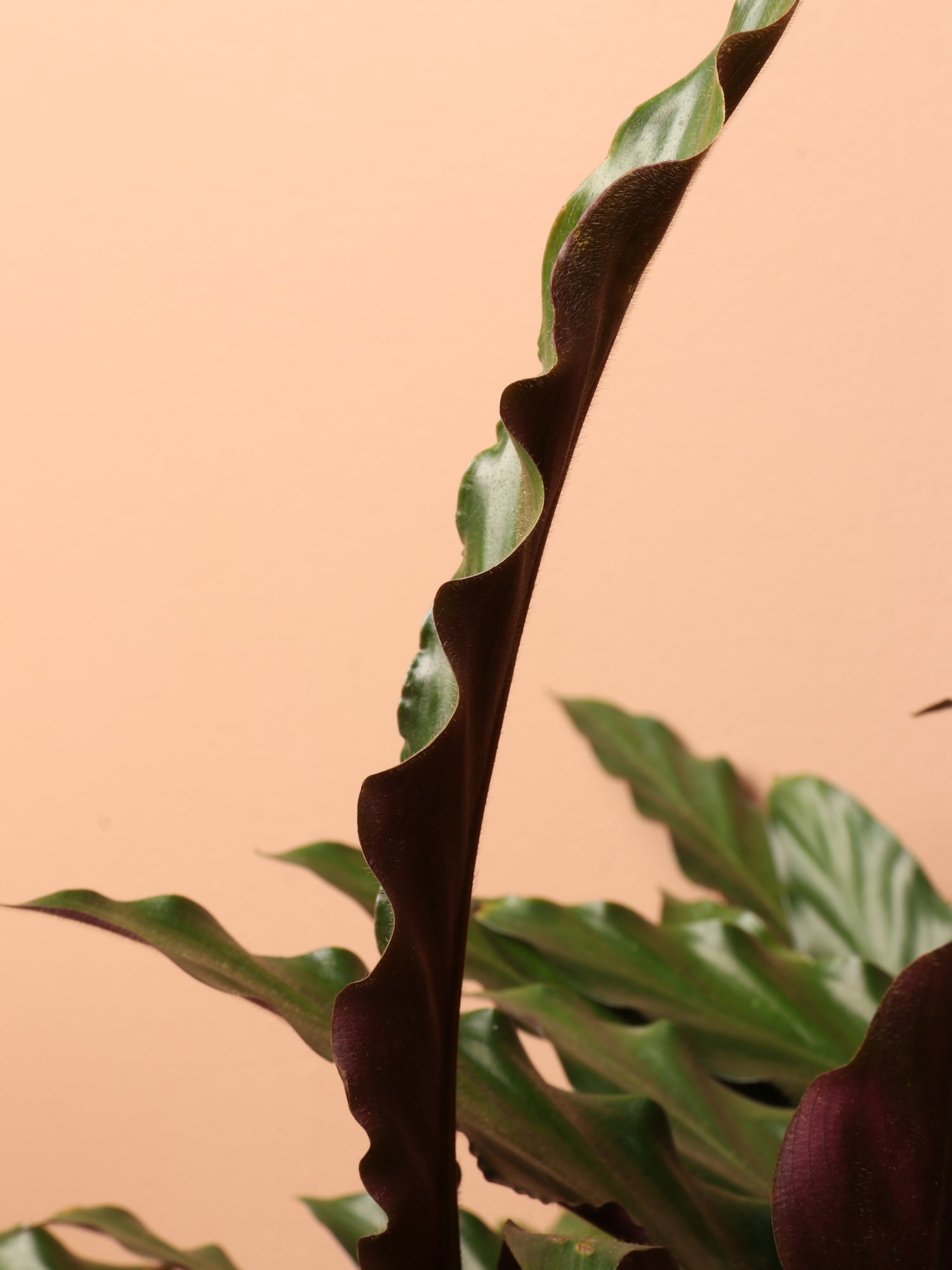 3-5 FT Calathea Rufibarba  Dahing Plants