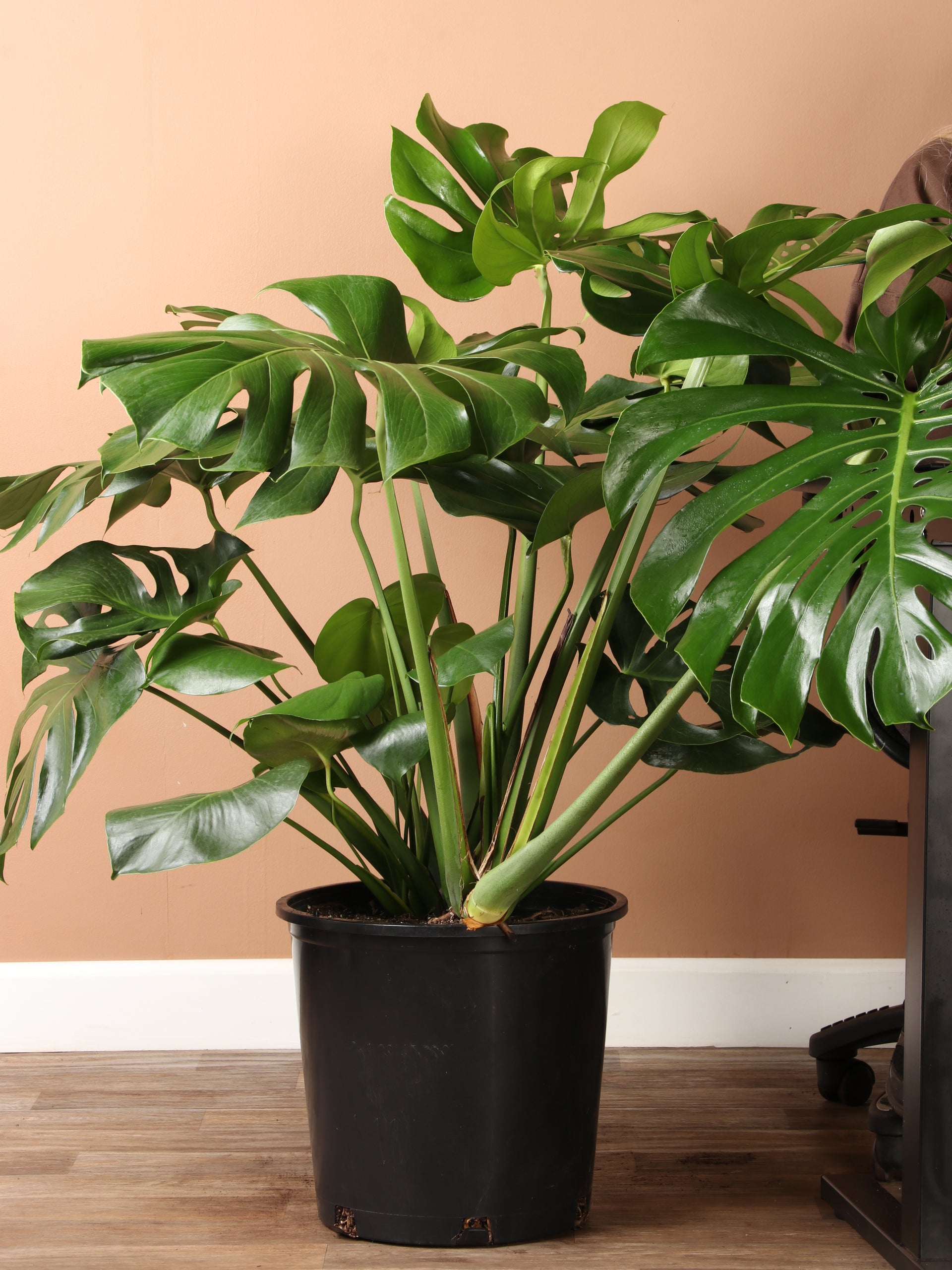 6-8ft Monstera Deliciosa- NYC, NJ, CT, Boston, Providence, Washington DC,  Baltimore, Philadelphia, Princeton, Long Island, and Upstate NY Local Plant  Delivery – Dahing Plants