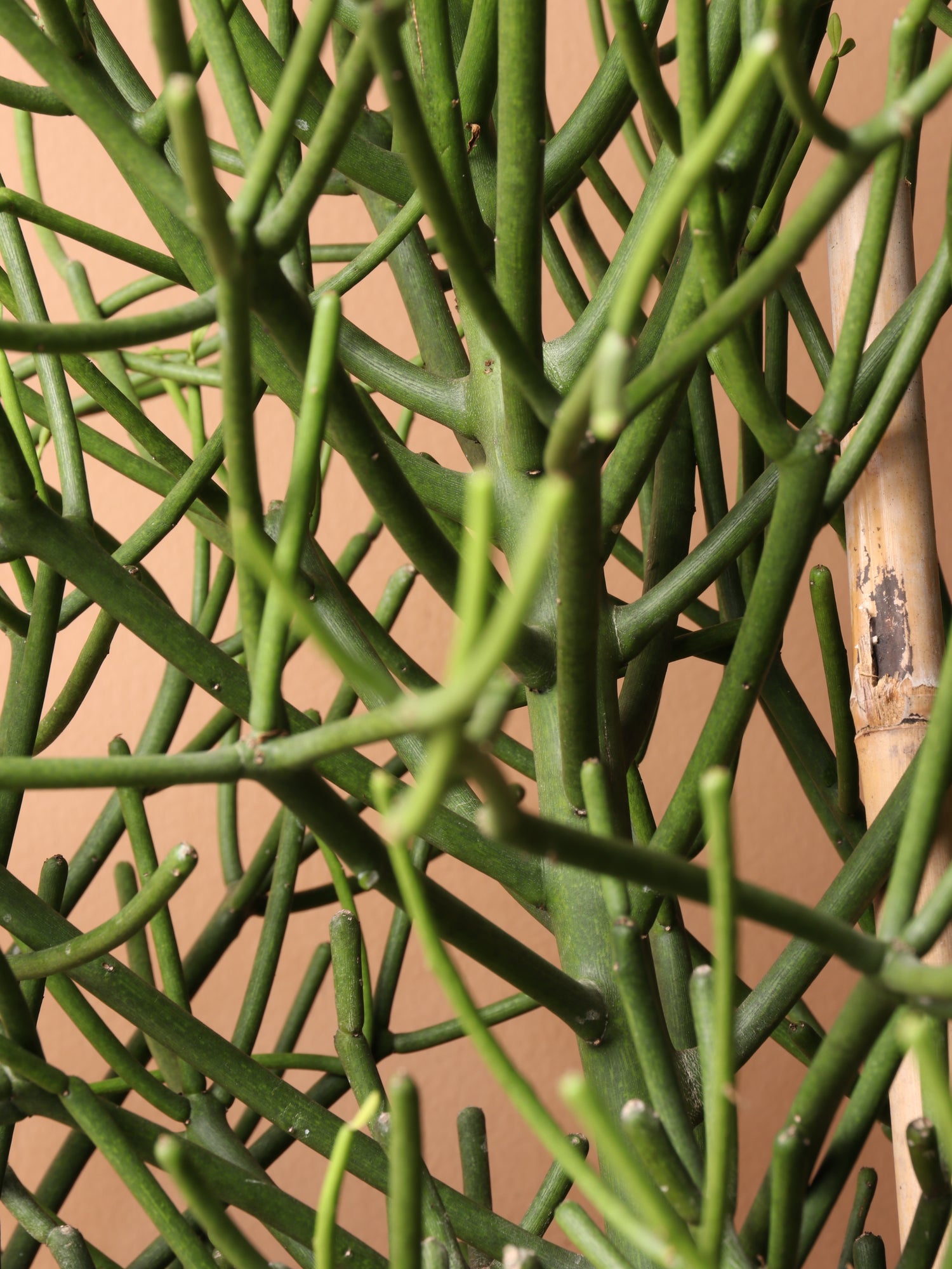 pencil cactus look alike 3-5 FT Pencil Cactus – Dahing Plants