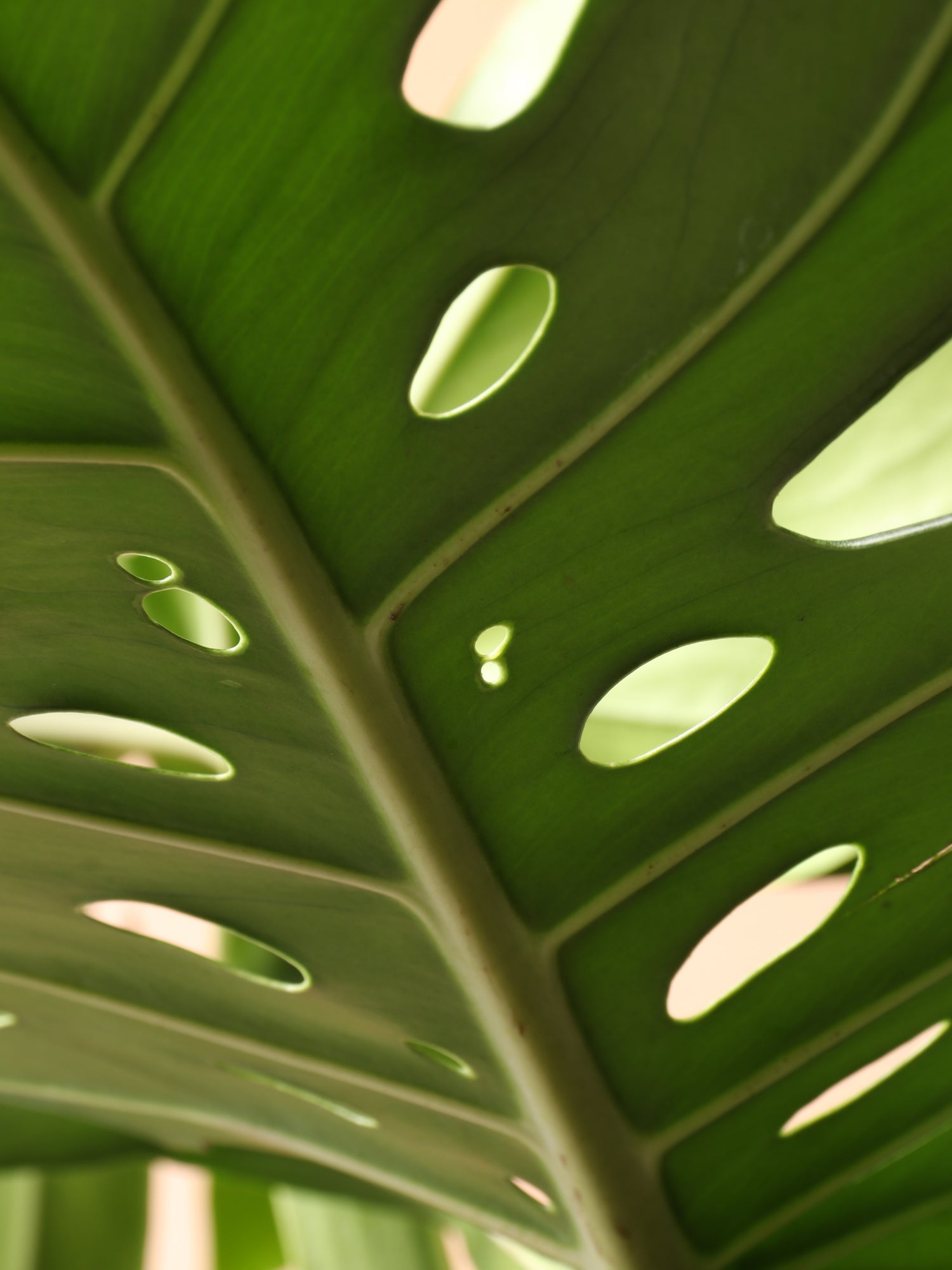 monstera plant boston Full Size Monstera Deliciosa