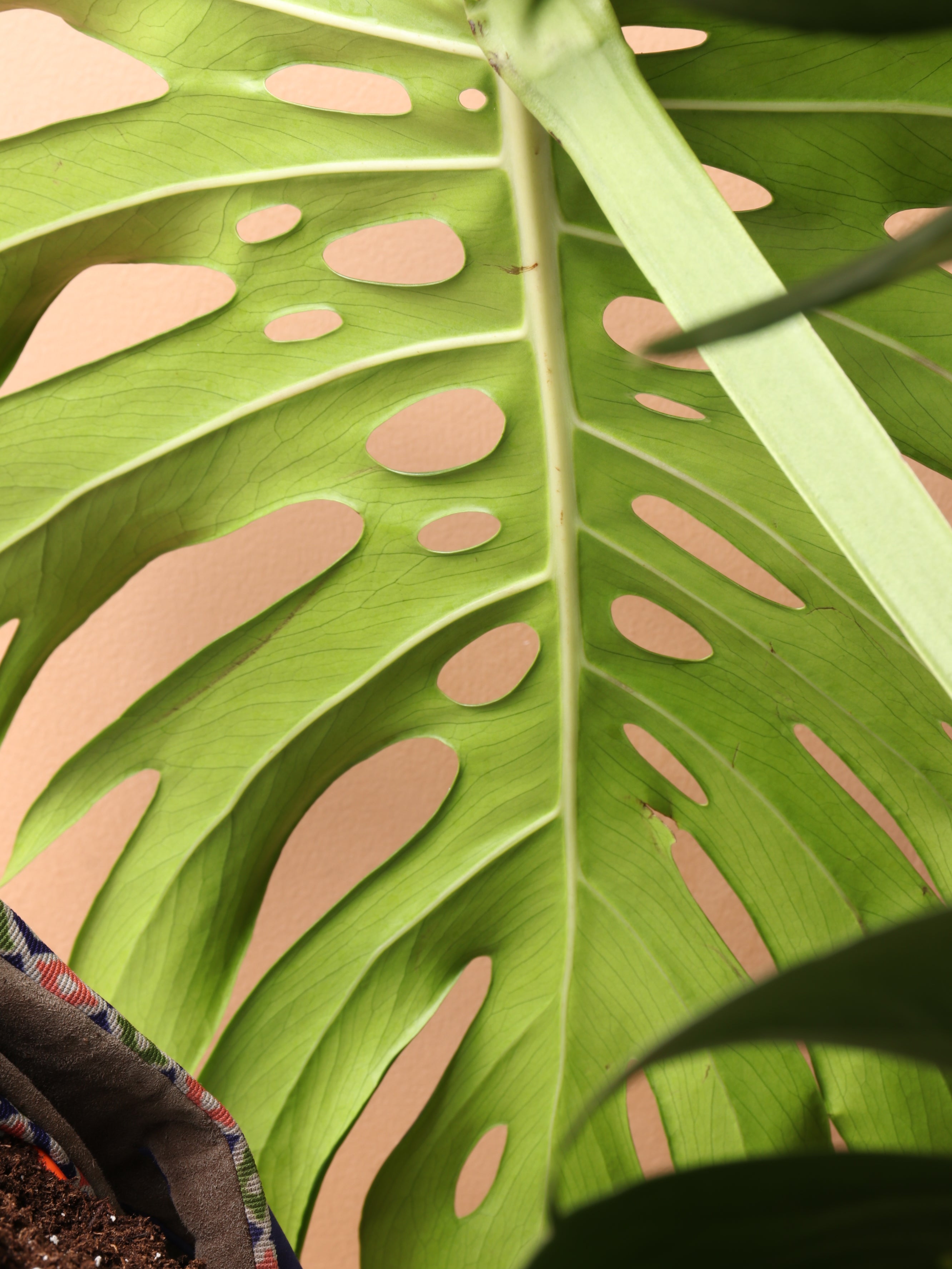 monstera variegata big 6-8ft Monstera Deliciosa- NYC, NJ, CT, Boston, Providence, Washington DC,  Baltimore, Philadelphia, Princeton, Long Island, and Upstate NY Local Plant  Delivery – Dahing Plants