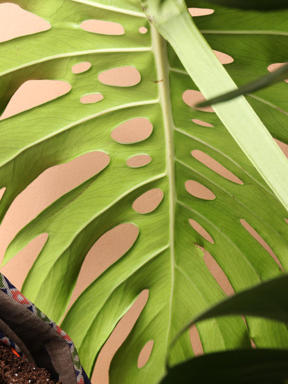 6-8ft Monstera Deliciosa- NYC, NJ, CT, Boston, Providence, Washington DC,  Baltimore, Philadelphia, Princeton, Long Island, and Upstate NY Local Plant  Delivery – Dahing Plants