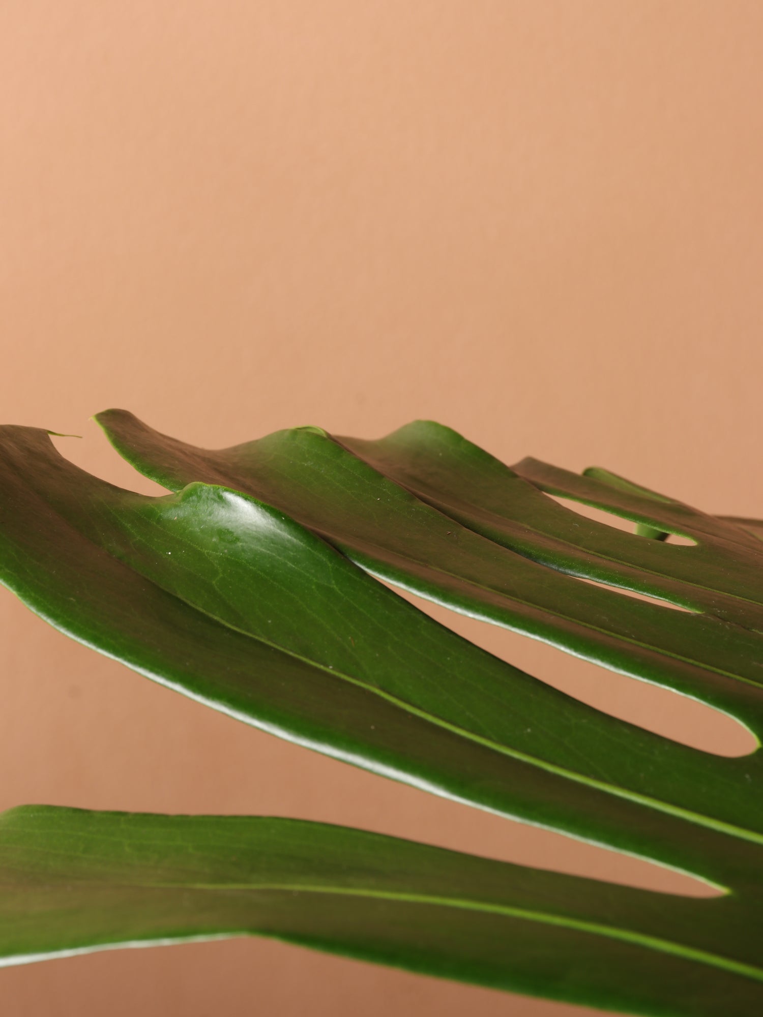 boston monstera Full Size Monstera Deliciosa