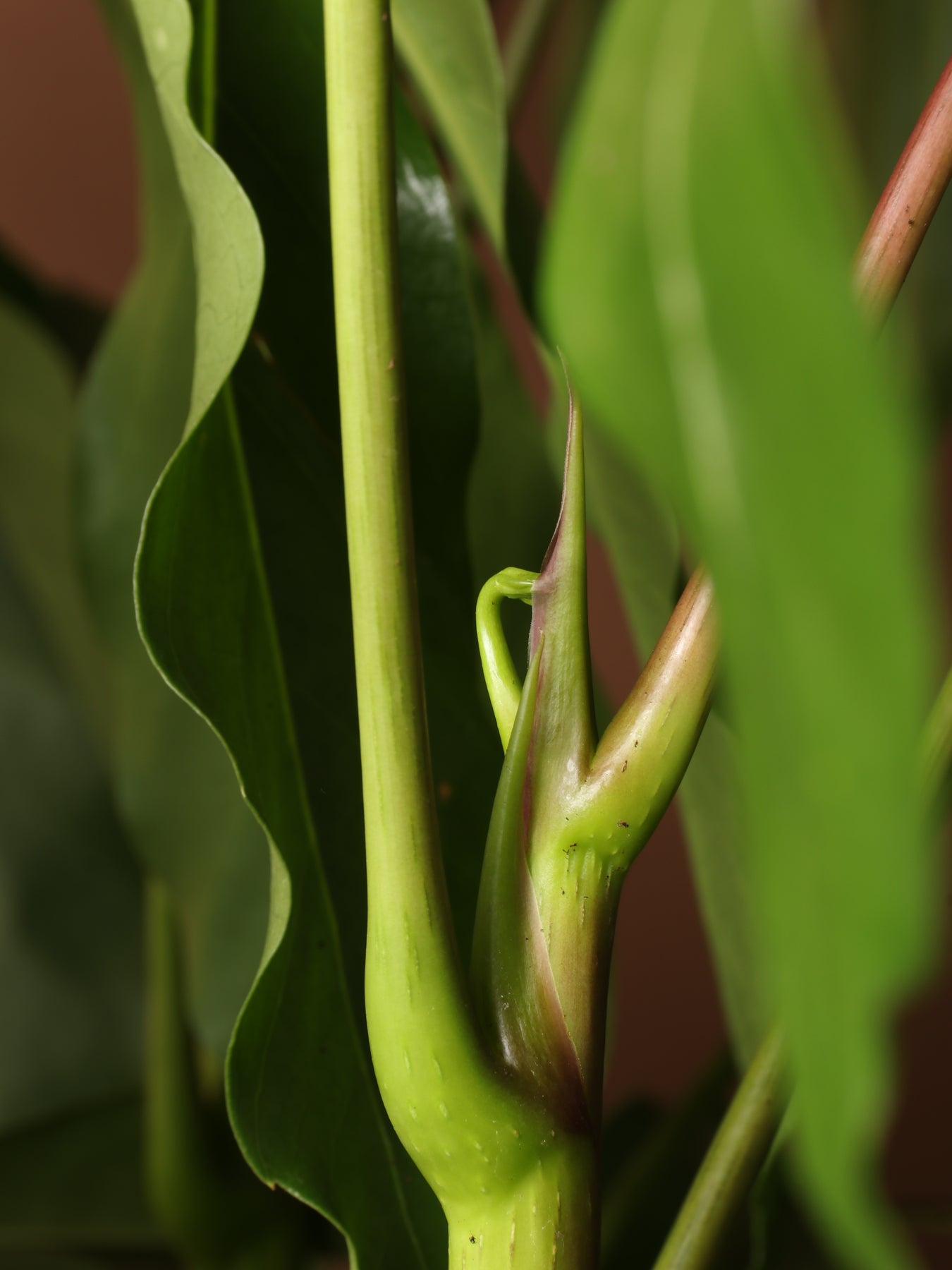 Artificial Vine Schefflera Leaf – RusticReach