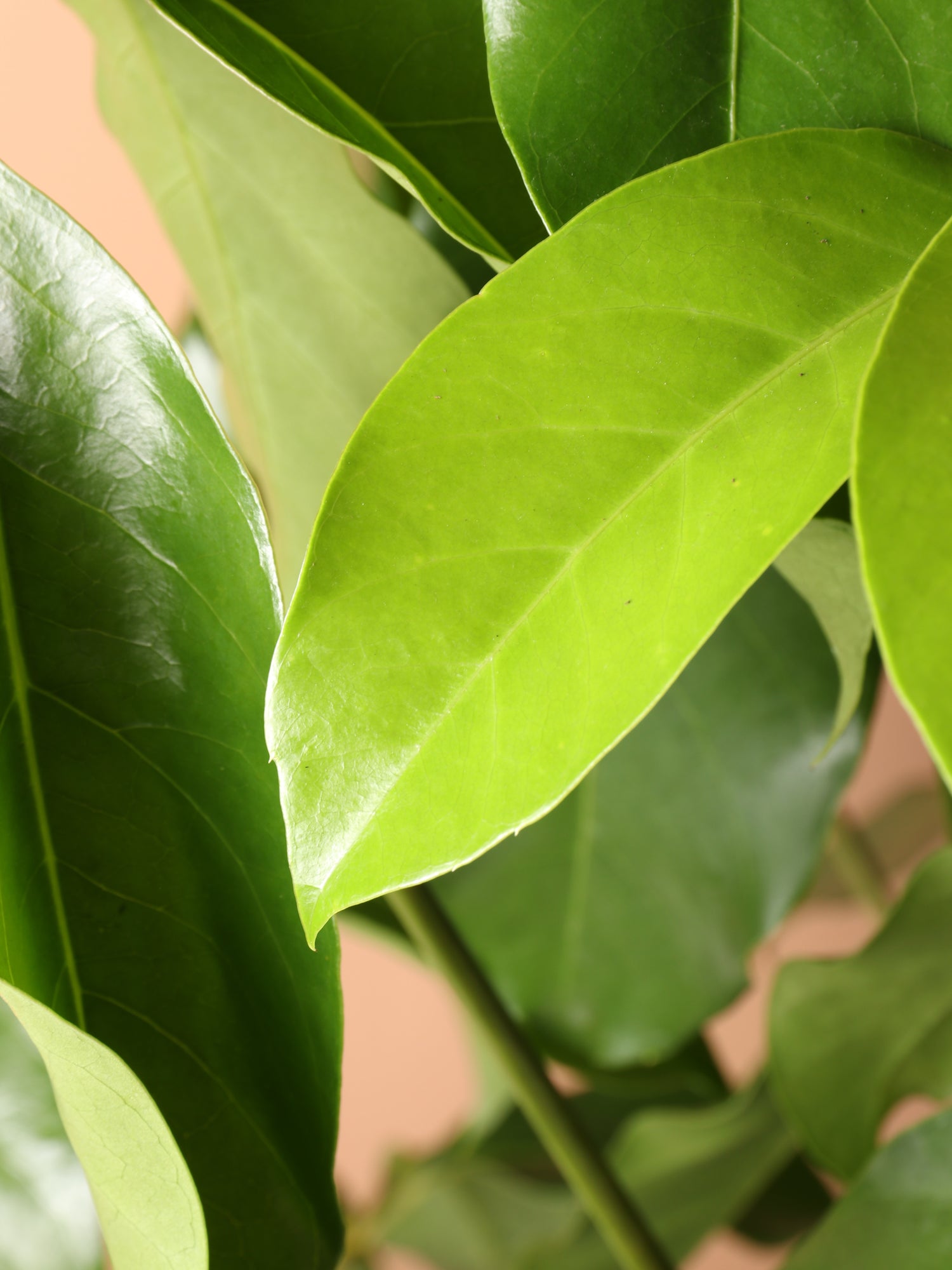 schefflera amate house plant 6-8ft Schefflera Amate- NYC, NJ, CT, Boston, Providence, Washington DC, Baltimore, Philadelphia, Princeton, Long Island, and Upstate NY Local Plant Delivery – Dahing Plants