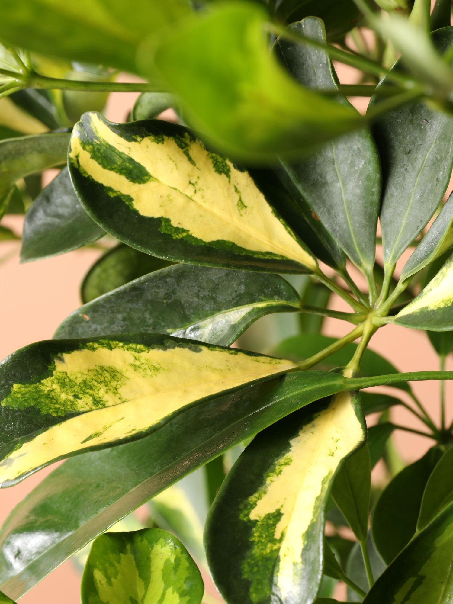 schefflera arboricola yellow leaves Full Size Schefflera Arboricola Variegated
