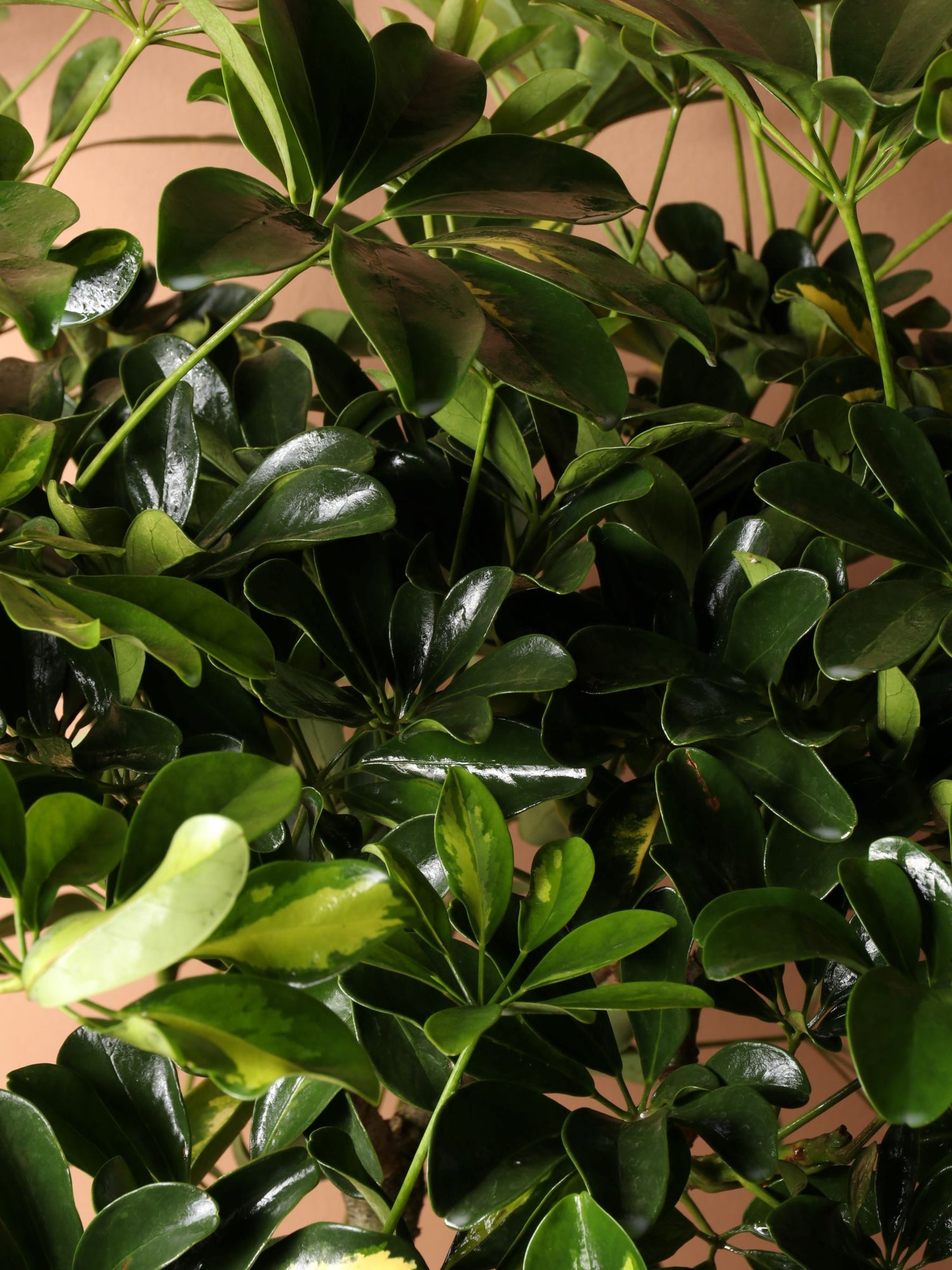 Full Size Schefflera Arboricola Variegated