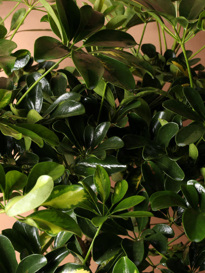 Full Size Schefflera Arboricola Variegated