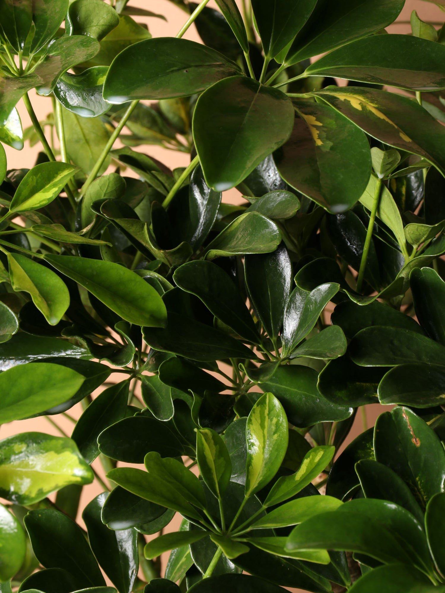 japanese blueberry variegated schefflera arboricola 6-8ft Schefflera Arboricola Variegated – Dahing Plants