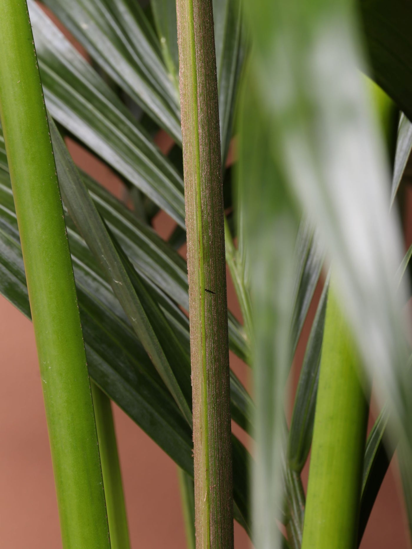 Large (Taller) Kentia Palm