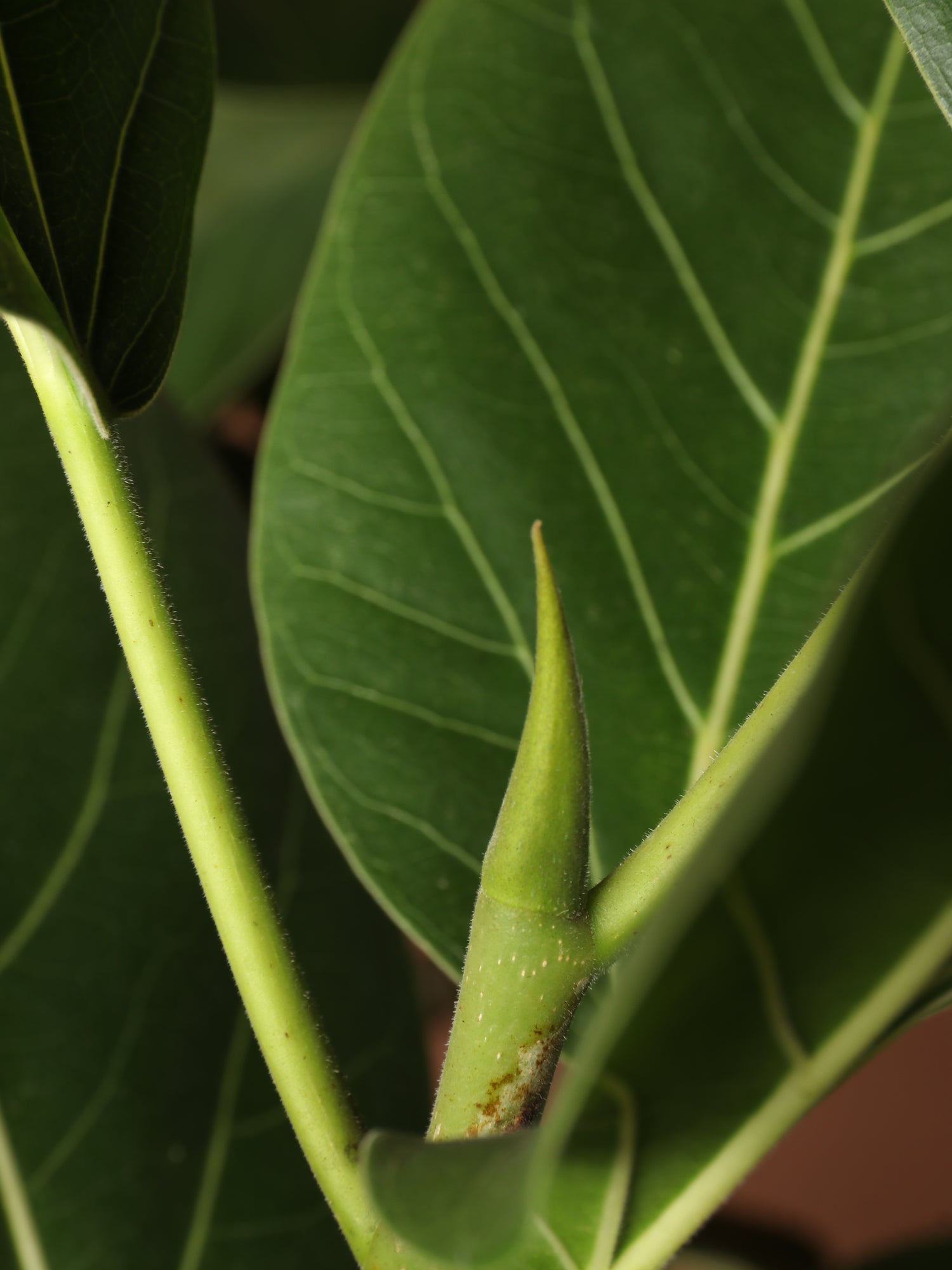ficus audrey leaf 6-8ft Audrey Ficus – Dahing Plants
