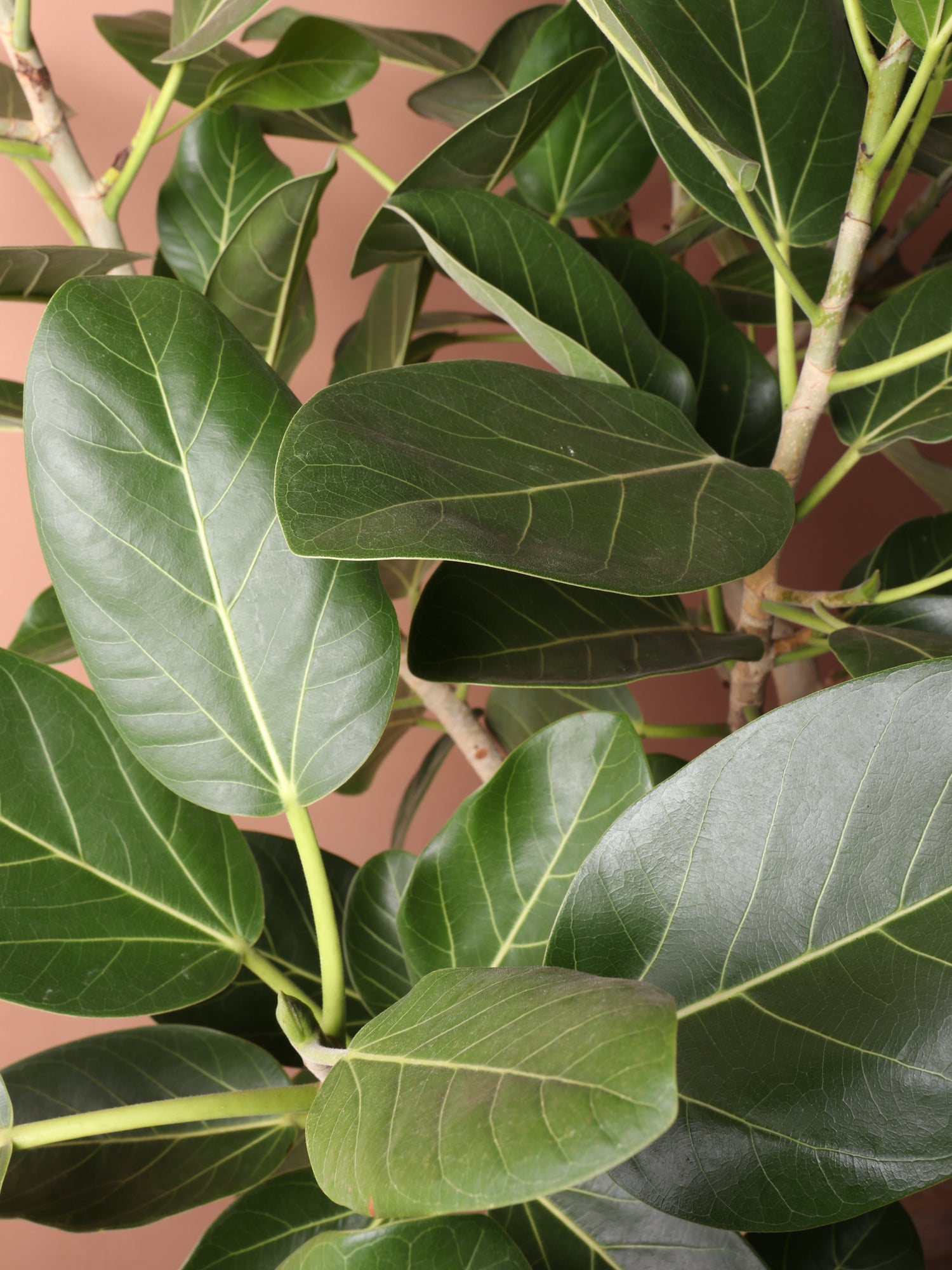 6-8ft Audrey Ficus – Dahing Plants