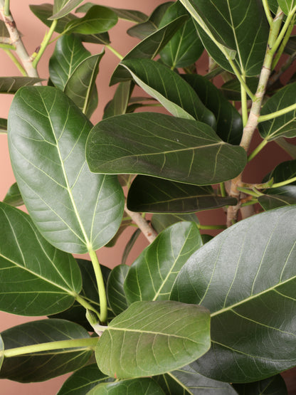 Full Size Audrey Ficus