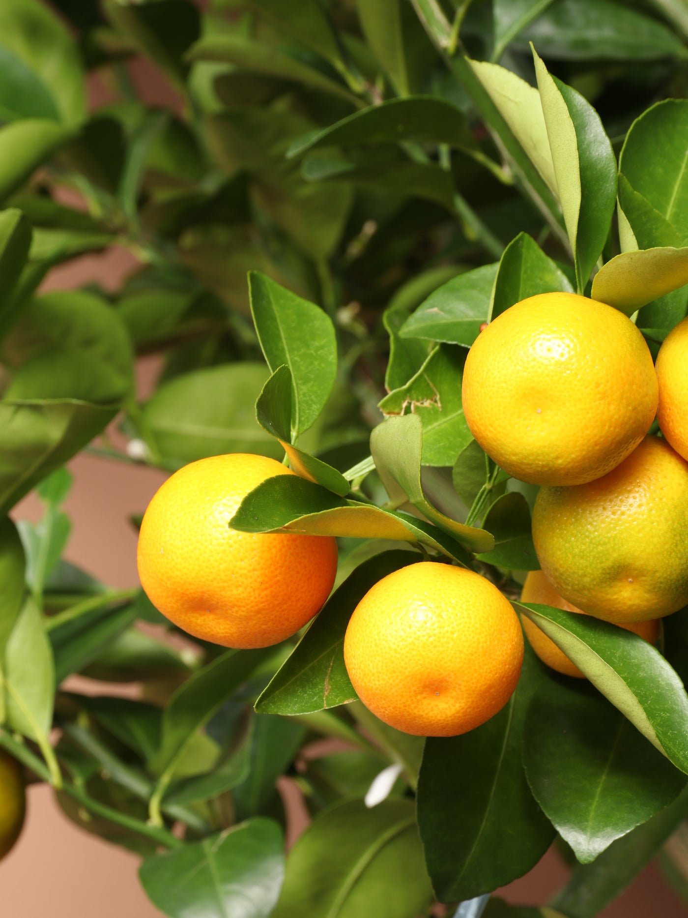 Huge Calamondin Tree