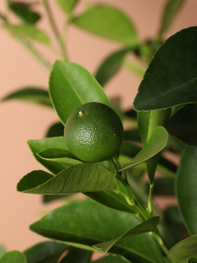 Huge Calamondin Tree